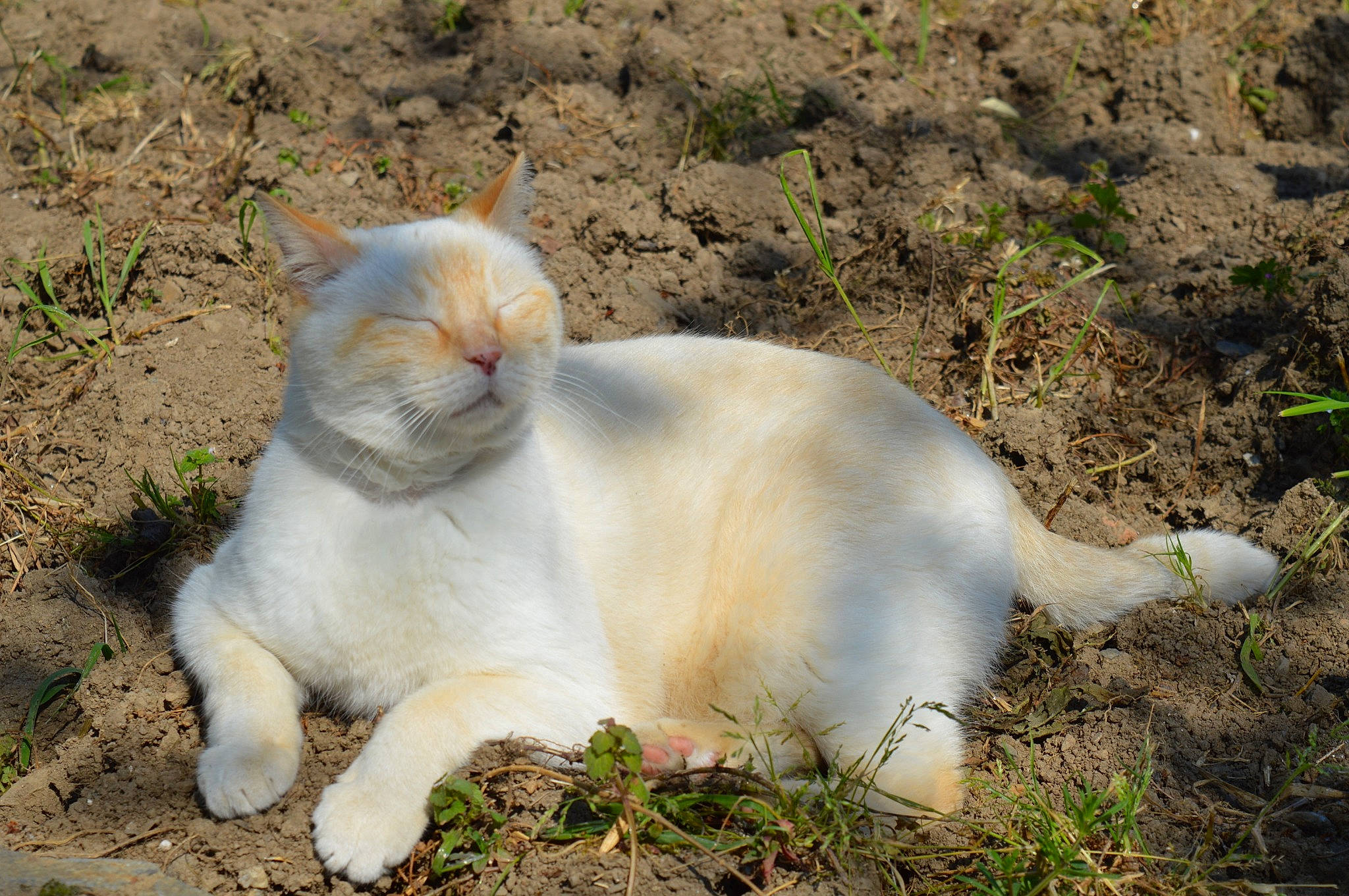 Sweety a rejoint le concours — aidez-le/la à gagner de superbes lots ! carnivore, cat, felidae, field, fur, grass_family, small_to_medium_sized_cats, snout, soil, tail, terrestrial_animal, whiskers