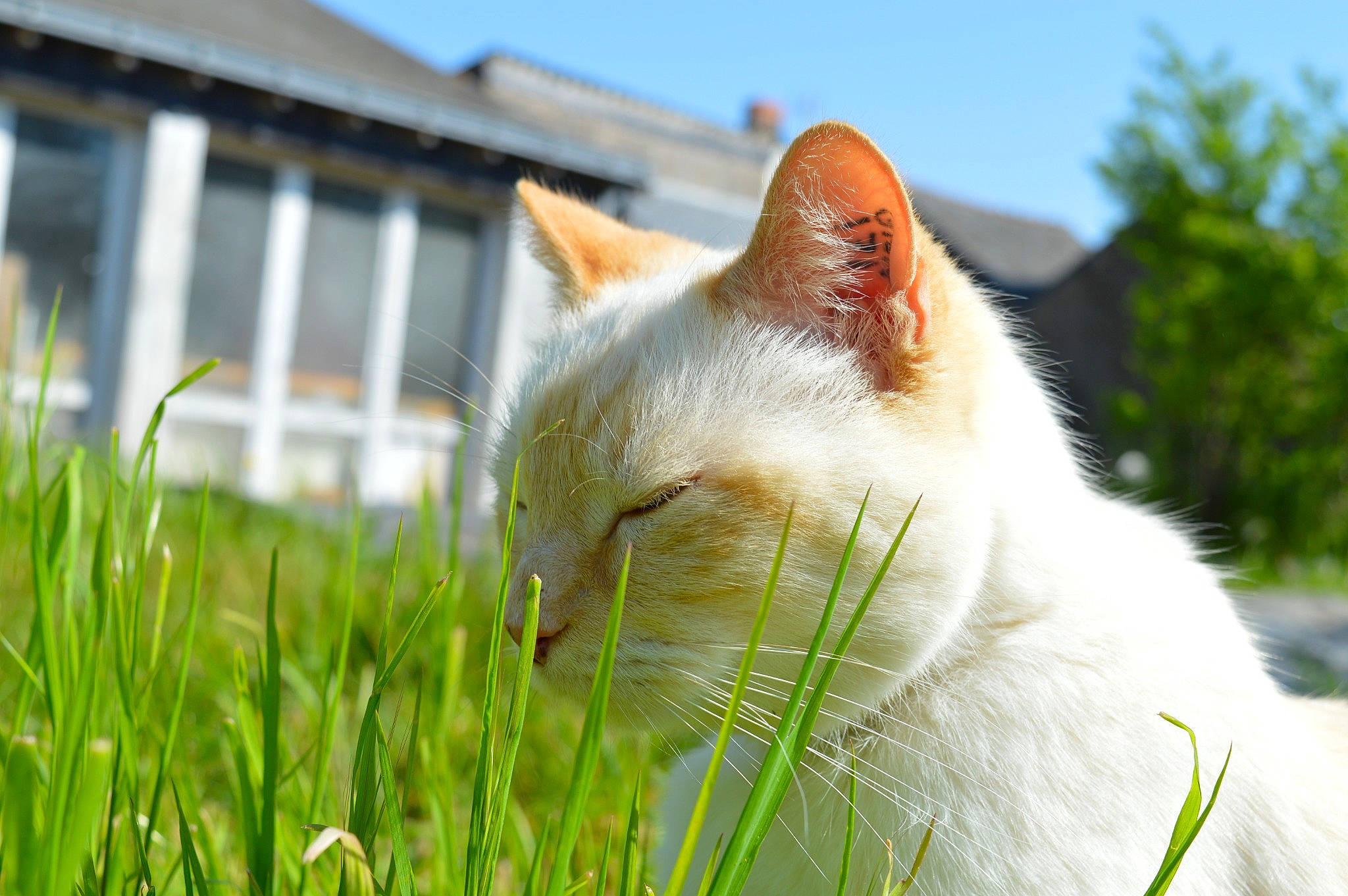 Sweety a rejoint le concours — aidez-le/la à gagner de superbes lots ! carnivore, cat, close_up, daytime, felidae, fur, grass, grass_family, small_to_medium_sized_cats, snout, terrestrial_animal, whiskers