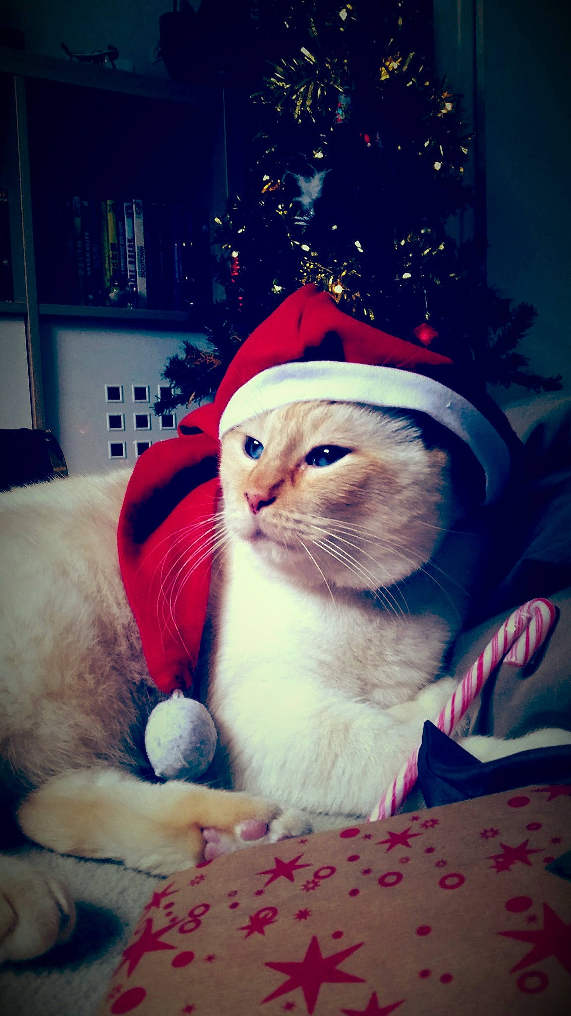 Sweety participe au concours pour gagner de l'argent avec cette photo : carnivore, cat, christmas, christmas_decoration, christmas_eve, christmas_ornament, christmas_tree, collar, conifer, felidae, fur, holiday, holiday_ornament, interior_design, pet_supply, shelf, small_to_medium_sized_cats, snout, vertebrate, whiskers