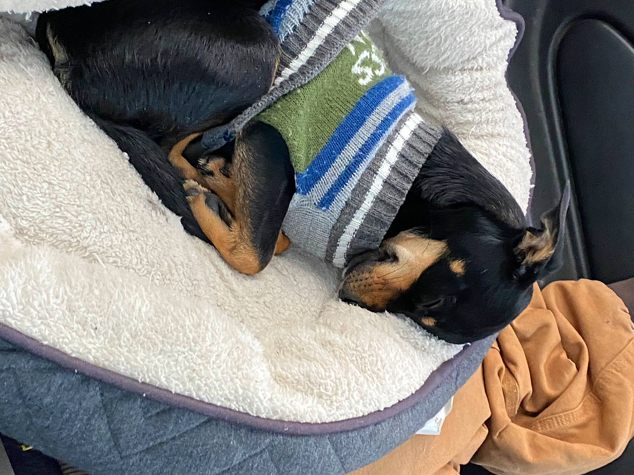 Bobo joined the competition — help win amazing prizes! bag, car_seat, carnivore, comfort, companion_dog, dog, dog_breed, fawn, felidae, fur, human_leg, linens, luggage_and_bags, mammal, small_to_medium_sized_cats, snout, sporting_group, textile, vertebrate, whiskers