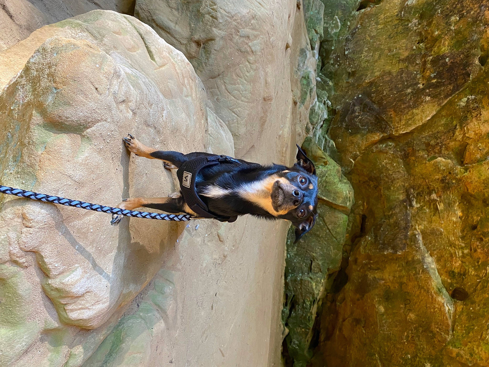 Bobo is registered to the contest to win money with this photo: adventure, arthropod, bedrock, electric_blue, formation, geology, landscape, organism, outcrop, recreation, reptile, rock, rock_climbing_equipment, rope, sculpture, soil, terrestrial_animal, trunk, wood, working_animal