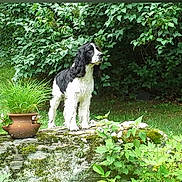 Rocky Romeo joined the competition — help win amazing prizes! dog, black_and_white, outdoor, greenery, plants, moss, stone, clay_pot, grass, garden, bushes, nature, standing, canine, fur, daylight, leafy, flora, animal, pet