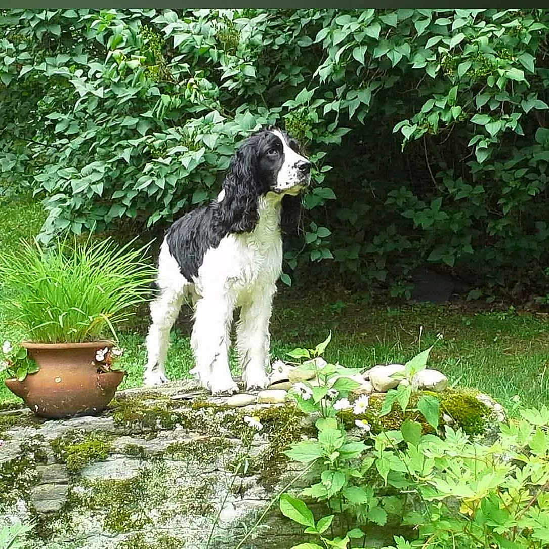 Rocky Romeo joined the competition — help win amazing prizes! animal, black_and_white, bushes, canine, clay_pot, daylight, dog, flora, fur, garden, grass, greenery, leafy, moss, nature, outdoor, pet, plants, standing, stone