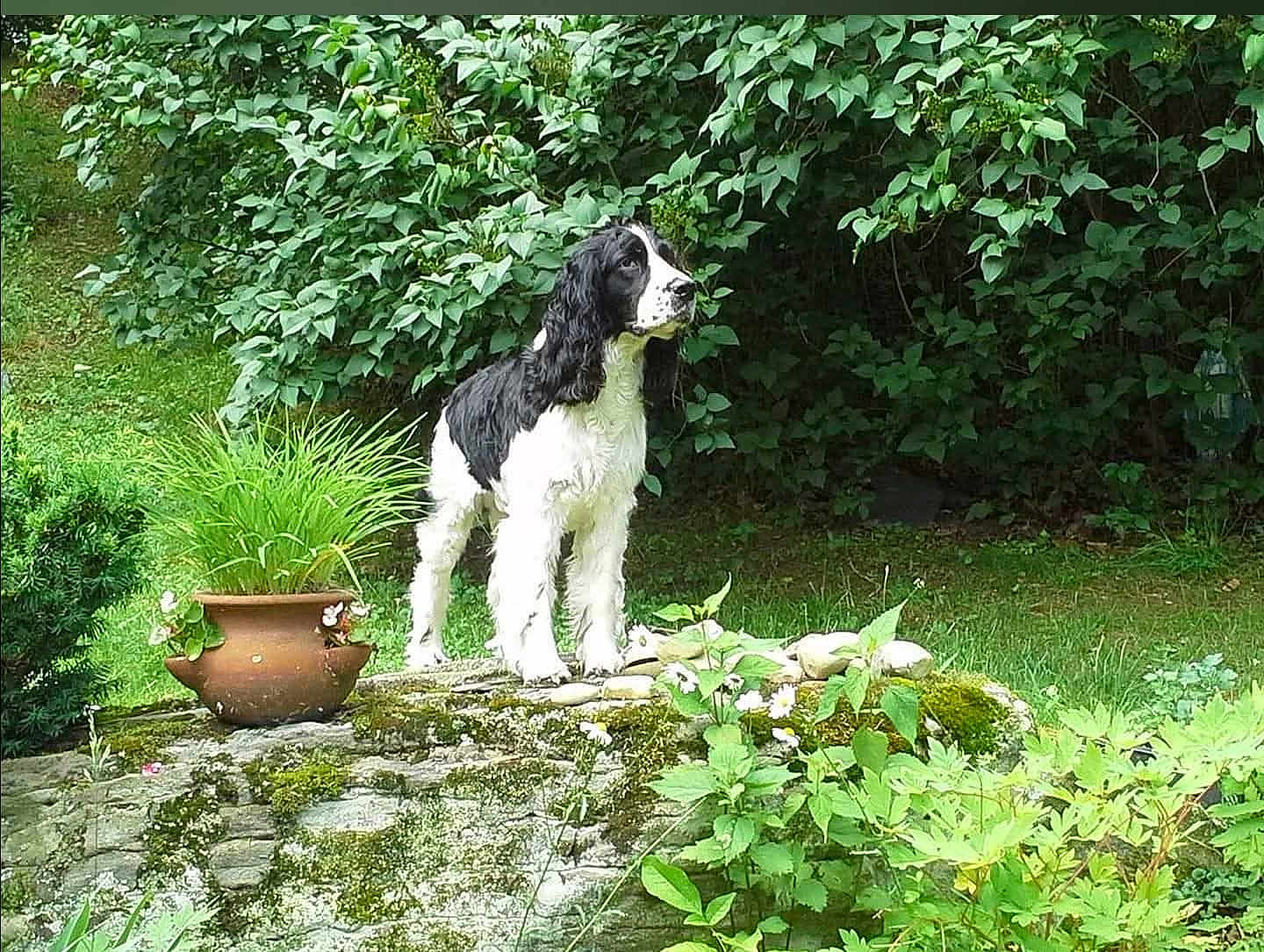 Rocky Romeo joined the competition — help win amazing prizes! dog, black_and_white, outdoor, greenery, plants, moss, stone, clay_pot, grass, garden, bushes, nature, standing, canine, fur, daylight, leafy, flora, animal, pet