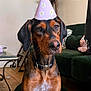 dog, party_hat, indoor, living_room, furniture, sofa, collar, brown_dog, black_ears, wooden_floor, table, plant, decor, couch, pet, cute, portrait, seated, calm, closeup