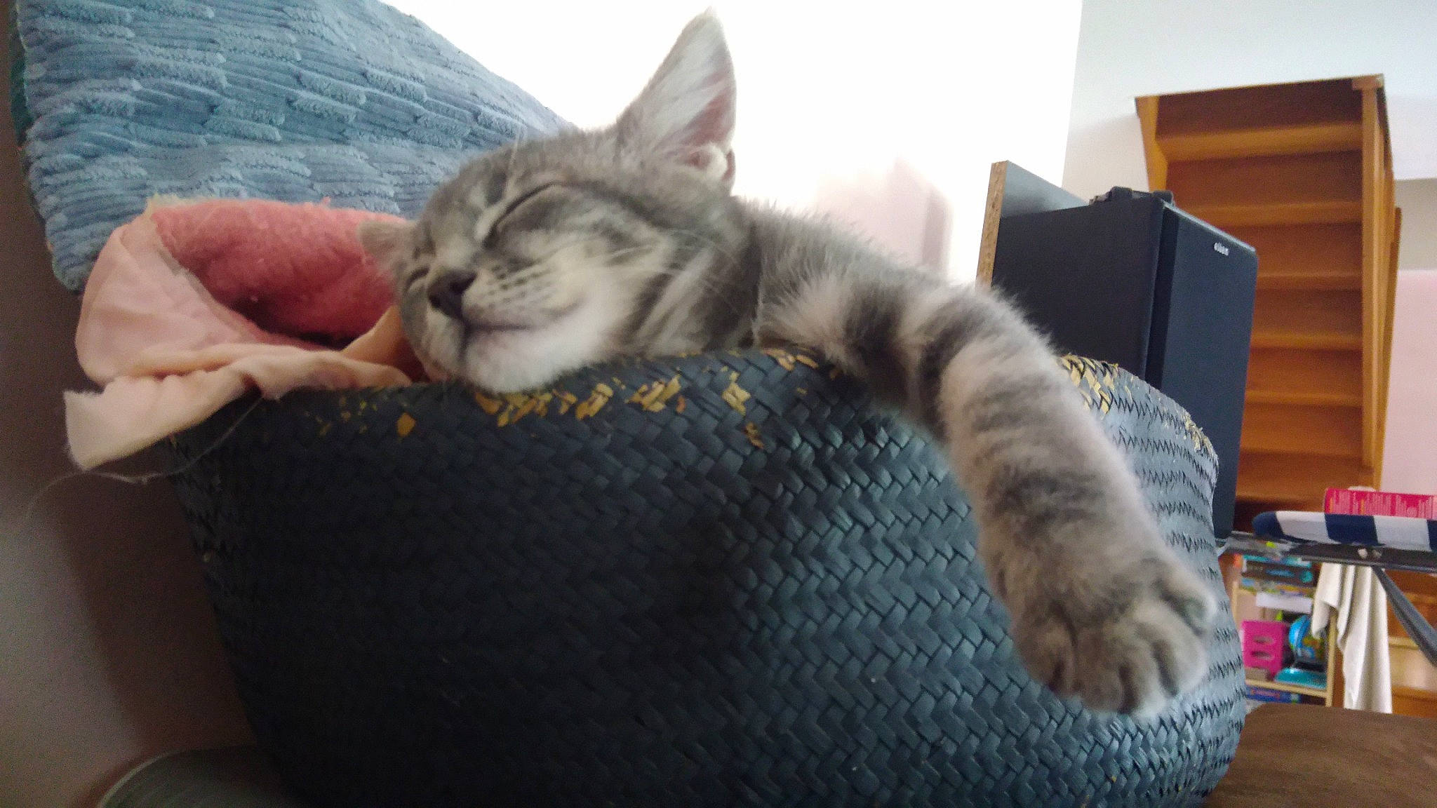 Gotham participe au concours pour gagner de l'argent avec cette photo : aegean_cat, american_shorthair, asian, australian_mist, carnivore, cat, domestic_short_haired_cat, dragon_li, european_shorthair, felidae, kitten, mammal, nap, paw, pixie_bob, polydactyl_cat, russian_blue, small_to_medium_sized_cats, tabby_cat, whiskers