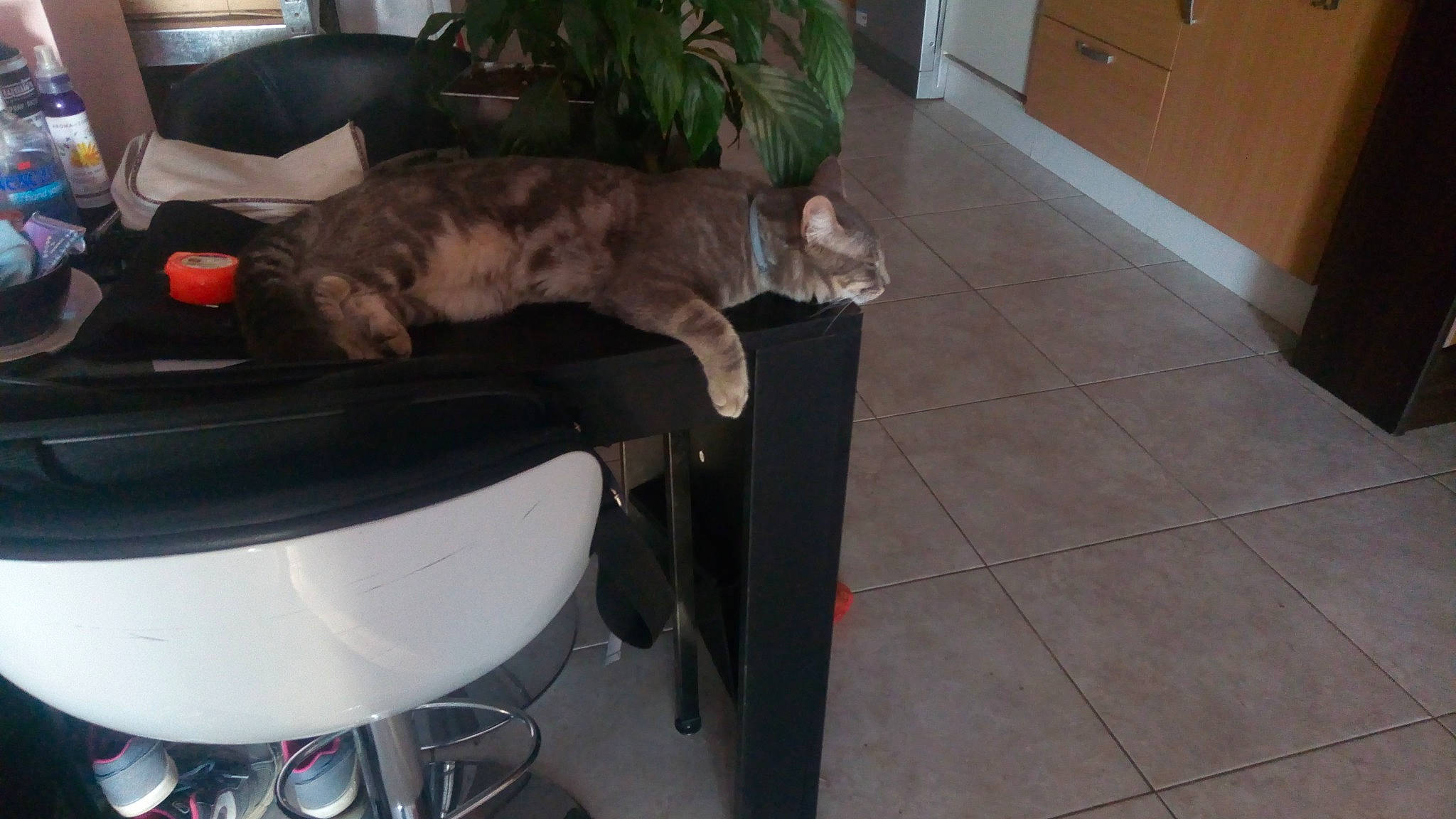 Gotham a rejoint le concours — aidez-le/la à gagner de superbes lots ! carnivore, cat, domestic_short_haired_cat, european_shorthair, felidae, furniture, small_to_medium_sized_cats, table, tail, whiskers