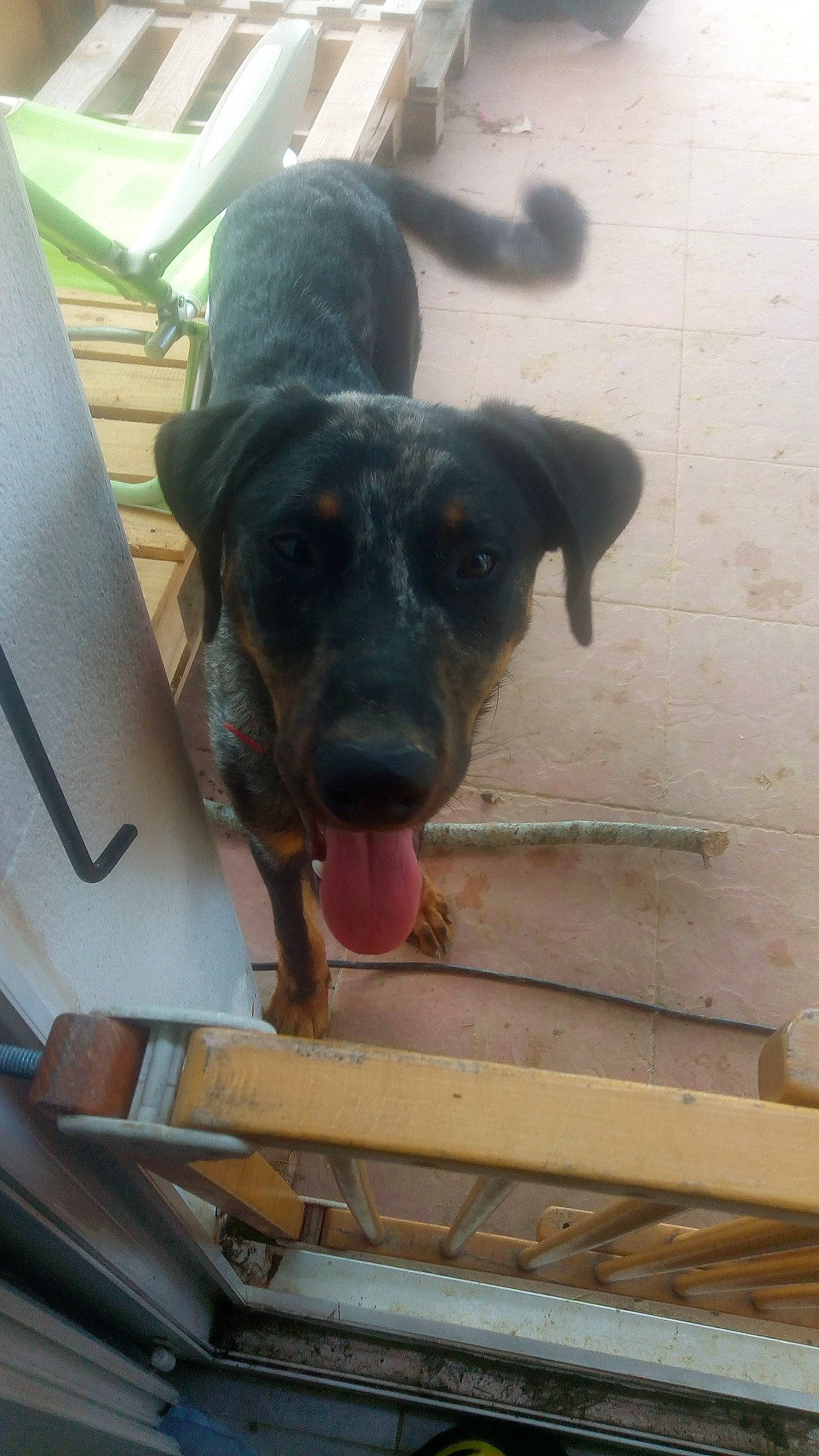 O'Mnya a rejoint le concours — aidez-le/la à gagner de superbes lots ! beauceron, canidae, carnivore, dog, dog_breed, fawn, guard_dog, huntaway, mammal, snout, street_dog