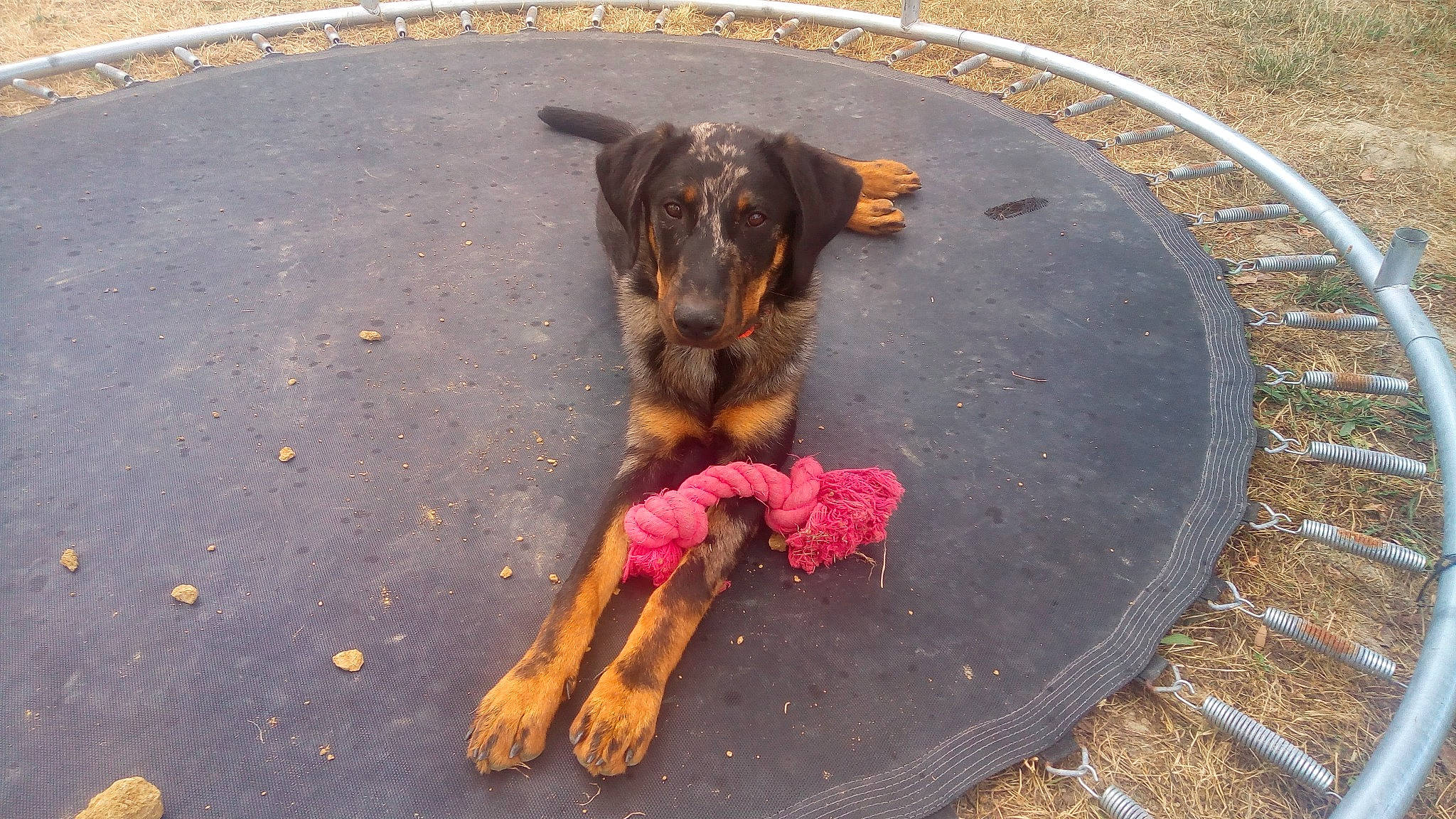 O'Mnya participe au concours pour gagner de l'argent avec cette photo : airedale_terrier, canidae, carnivore, dog, dog_breed, jagdterrier, sporting_group