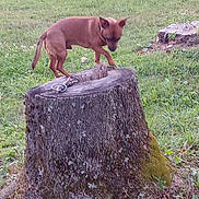 Rex joined the competition — help win amazing prizes! dog, tree_stump, grass, outdoor, nature, brown_dog, canine, animal, pet, leaves, greenery, small_dog, curious, moss, field, rural, daylight, walking, collar, exploring