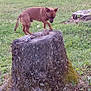dog, tree_stump, grass, outdoor, nature, brown_dog, canine, animal, pet, leaves, greenery, small_dog, curious, moss, field, rural, daylight, walking, collar, exploring