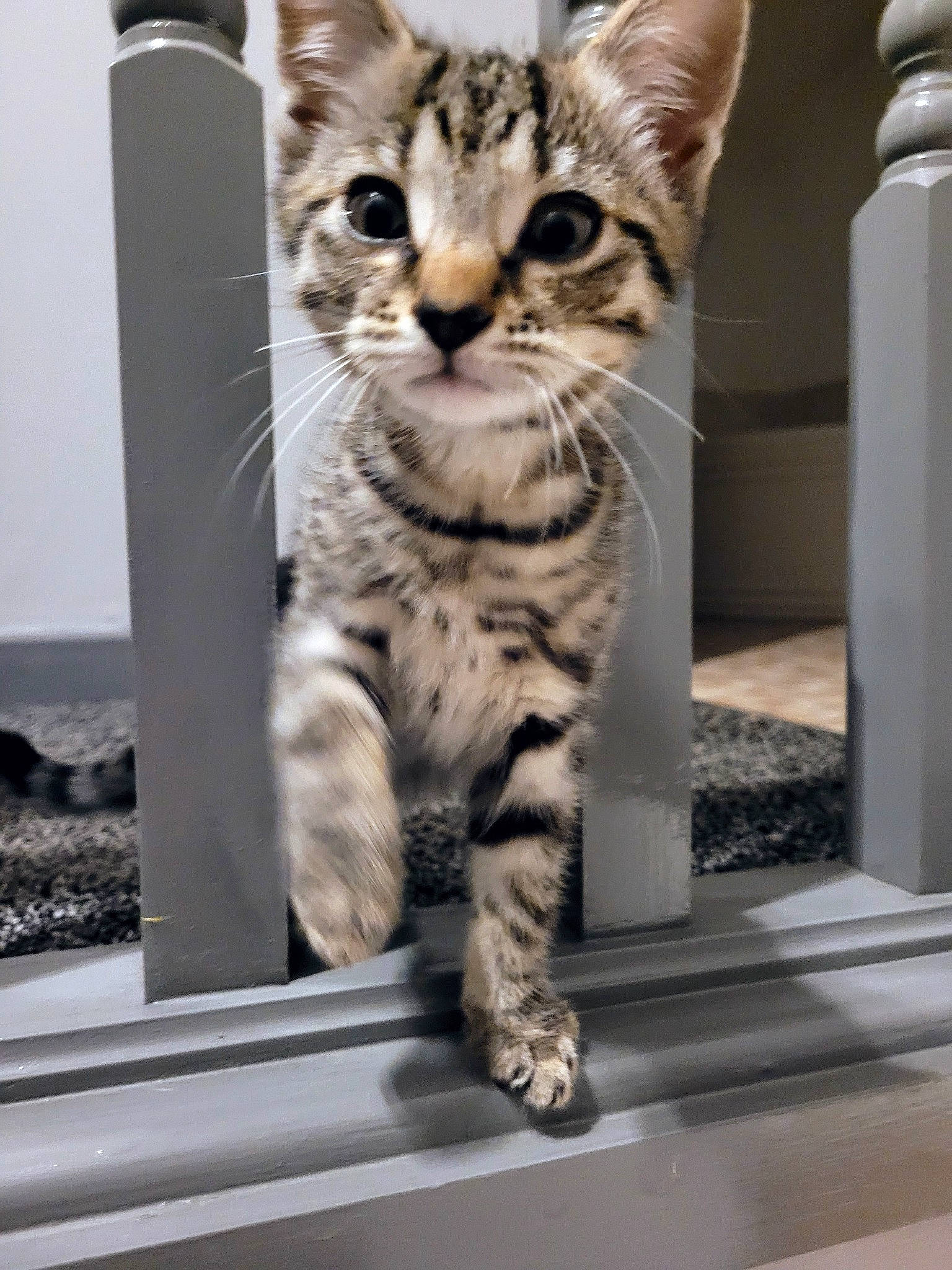 Rocky is registered to the contest to win money with this photo: carnivore, cat, claw, domestic_short_haired_cat, door, felidae, fur, paw, small_to_medium_sized_cats, snout, tail, terrestrial_animal, whiskers