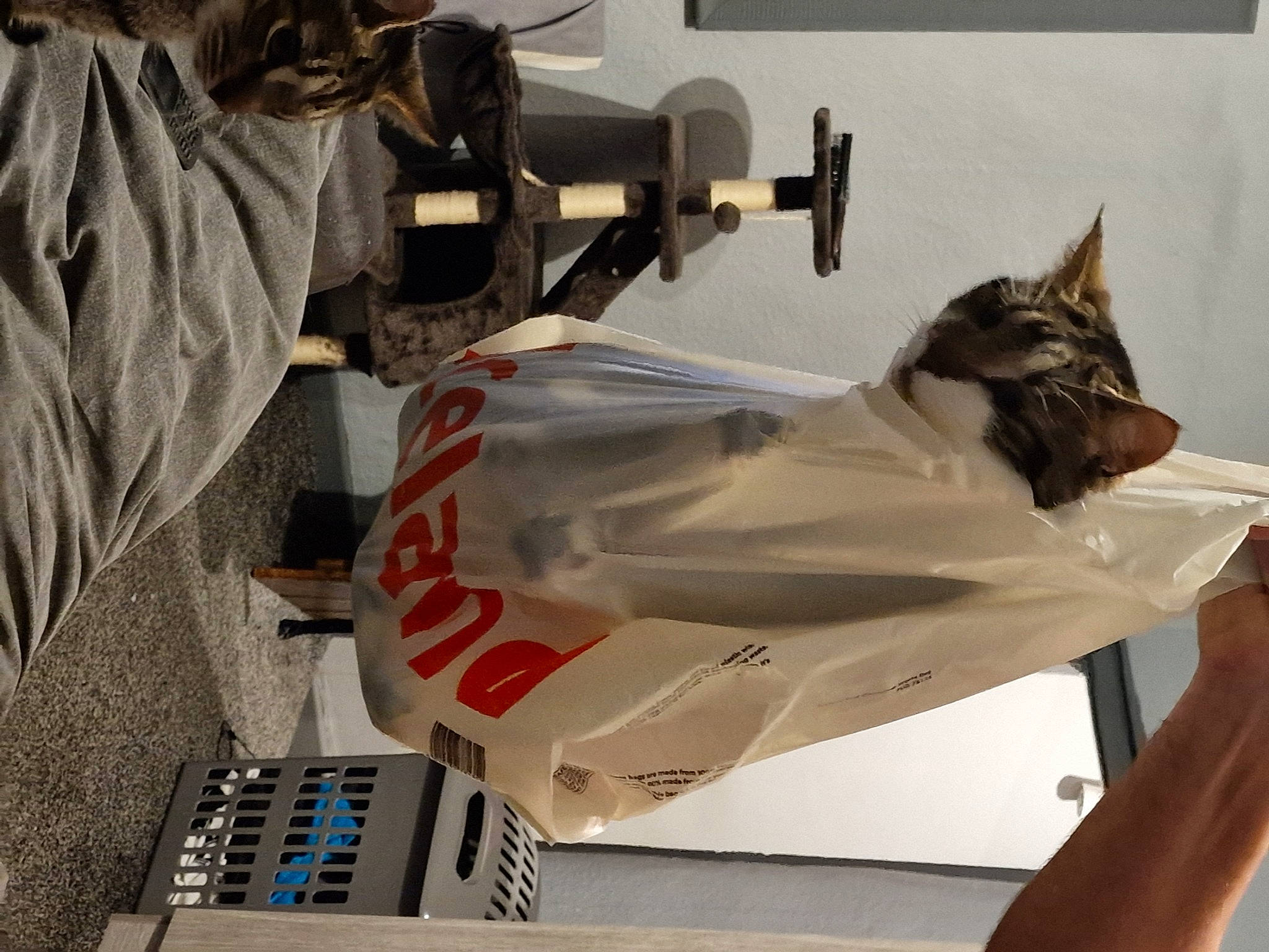 Tyson joined the competition — help win amazing prizes! carmine, cat, elbow, engineering, felidae, machine