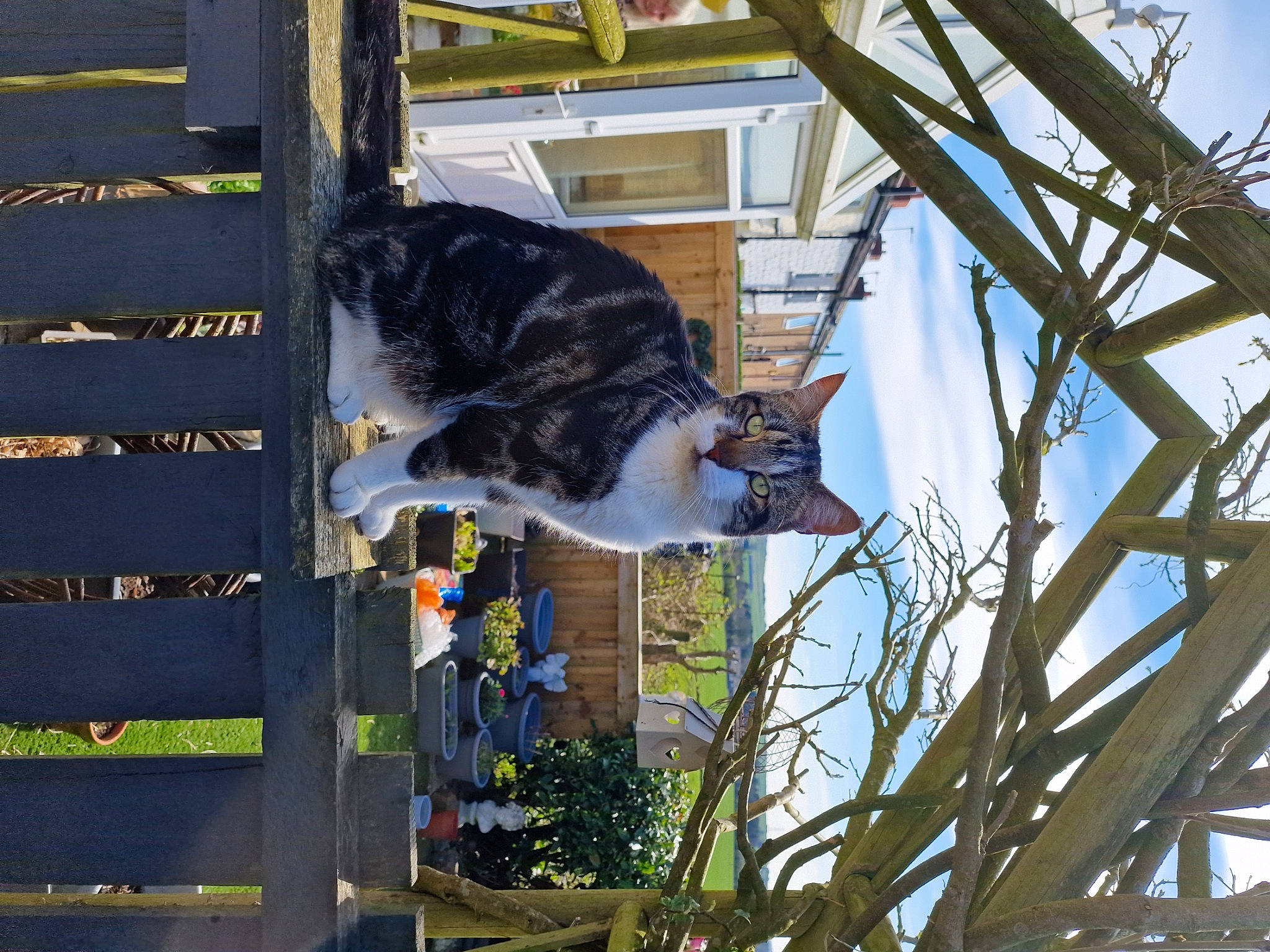 Tyson joined the competition — help win amazing prizes! building, carnivore, cat, domestic_short_haired_cat, felidae, fur, house, metal, plant, sky, small_to_medium_sized_cats, sporting_group, tail, tree, twig, whiskers, window, wood