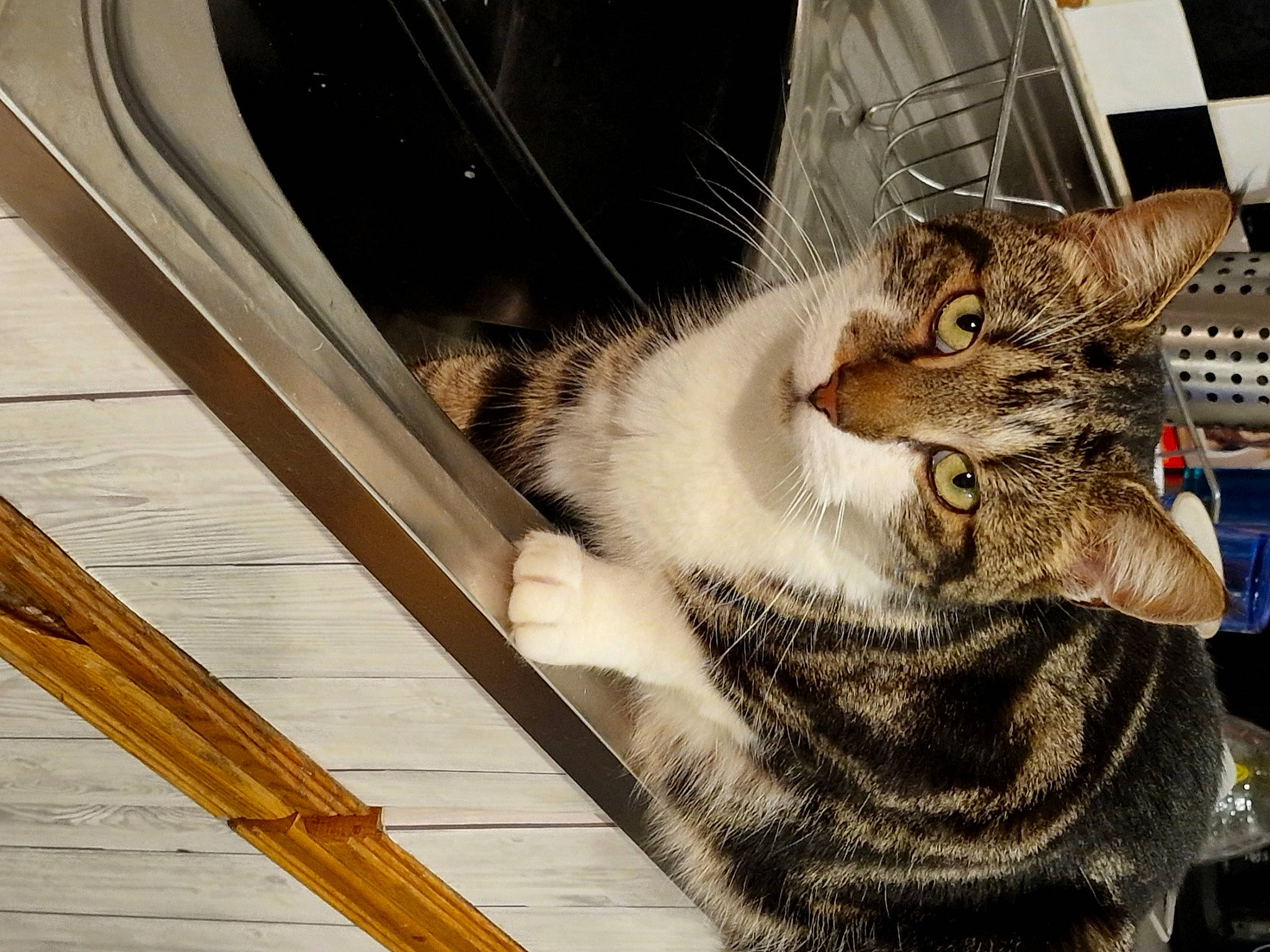 Tyson is registered to the contest to win money with this photo: animal_shelter, carnivore, cat, claw, comfort, domestic_short_haired_cat, fawn, felidae, fur, hardwood, paw, pet_supply, photo_caption, plank, sitting, small_to_medium_sized_cats, snout, tail, whiskers, wood