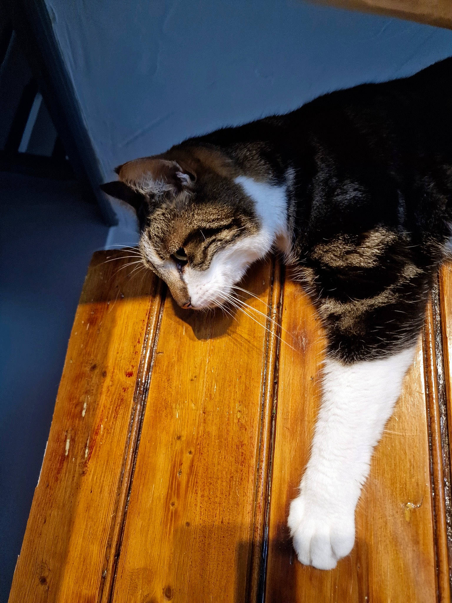 Tyson joined the competition — help win amazing prizes! brown, carnivore, cat, claw, domestic_short_haired_cat, felidae, floor, flooring, fur, hardwood, laminate_flooring, paw, plank, small_to_medium_sized_cats, tail, varnish, whiskers, wood, wood_flooring, wood_stain