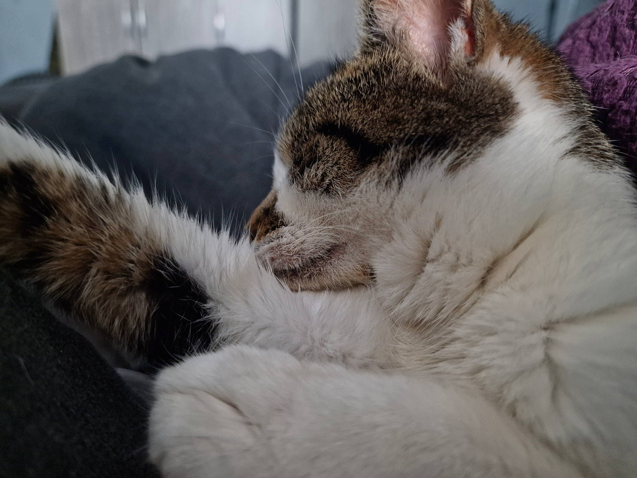 Gypsie is registered to the contest to win money with this photo: carnivore, cat, claw, comfort, domestic_short_haired_cat, felidae, foot, fur, nap, paw, sleep, small_to_medium_sized_cats, tail, terrestrial_animal, whiskers