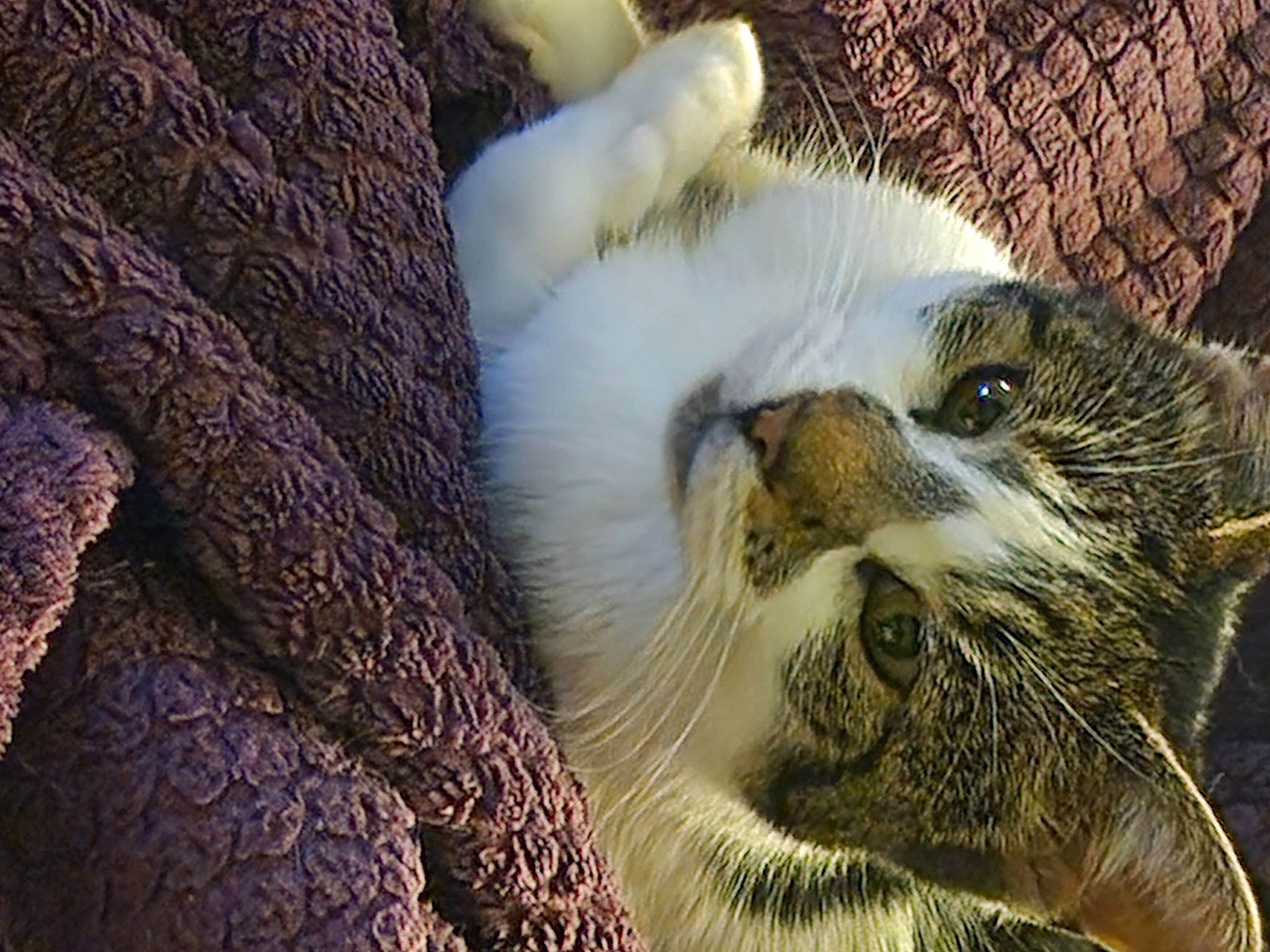 Gypsie joined the competition — help win amazing prizes! bird_of_prey, carnivore, cat, claw, domestic_short_haired_cat, falconiformes, felidae, fur, grass, paw, small_to_medium_sized_cats, snout, tail, terrestrial_animal, whiskers, wildlife, wood