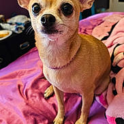 Peppa joined the competition — help win amazing prizes! dog, chihuahua, small_dog, pet, animal, indoor, bed, blanket, pink, fur, ears, eyes, canine, cute, companion, domestic, portrait, sitting, looking_up, household