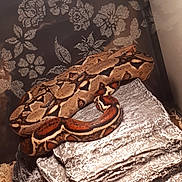 Prospect a rejoint le concours — aidez-le/la à gagner de superbes lots ! boa, boa_constrictor, python, python_family, rattlesnake, reptile, rock_python, scaled_reptile, serpent, snake
