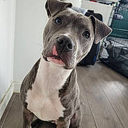 Kyra a rejoint le concours — aidez-le/la à gagner de superbes lots ! dog, pitbull, indoor, wooden_floor, pet_crate, curious, white_wall, gray_coat, sitting, looking_at_camera, household_items, floor, ears_up, close_up, portrait, animal, canine, domestic, pet, companion