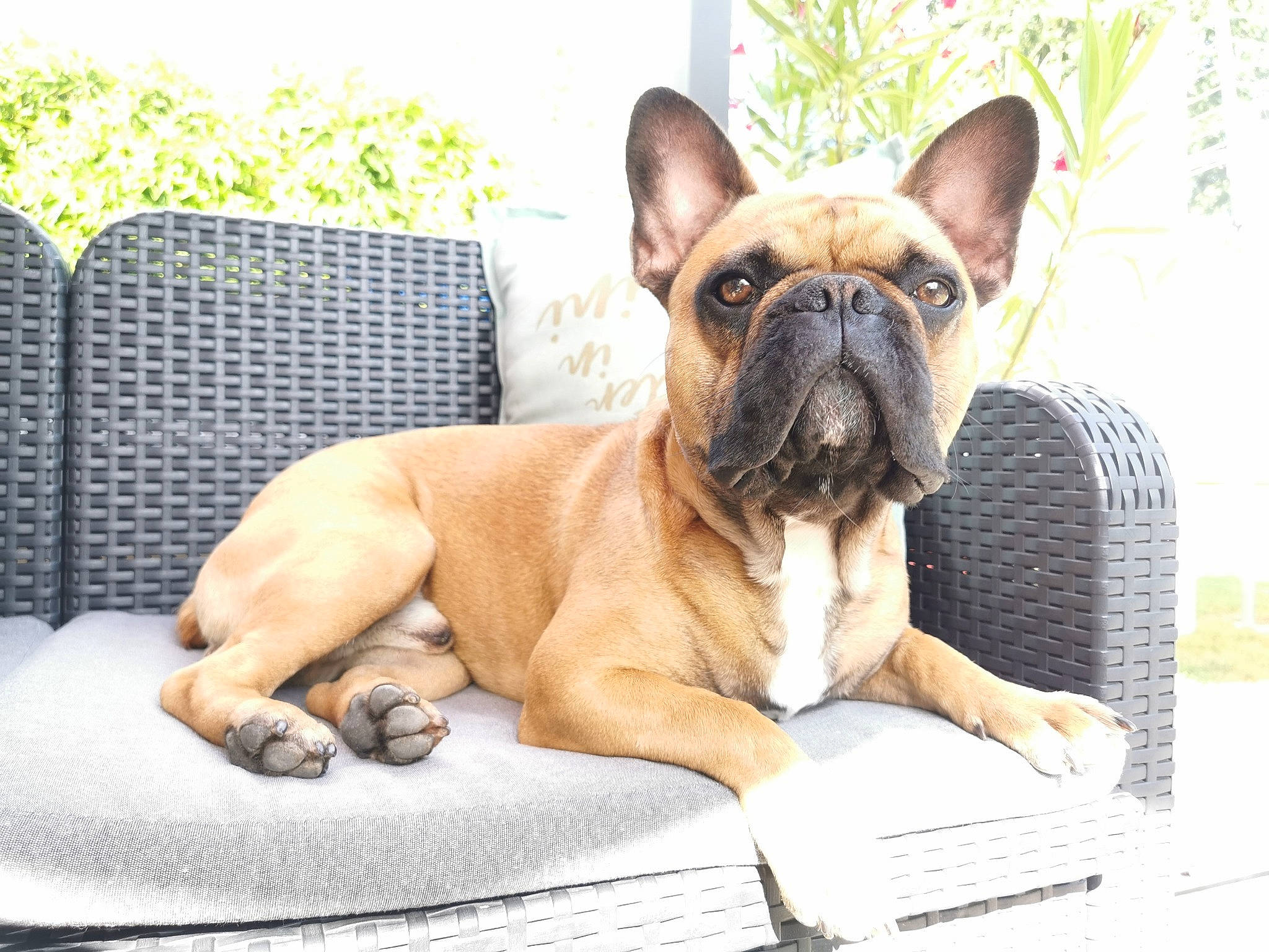 Pédro a rejoint le concours — aidez-le/la à gagner de superbes lots ! ancient_dog_breeds, bulldog, canidae, carnivore, companion_dog, dog, dog_breed, dog_collar, ear, fawn, french_bulldog, mammal, molosser, non_sporting_group, puppy, snout, toy_bulldog, vertebrate