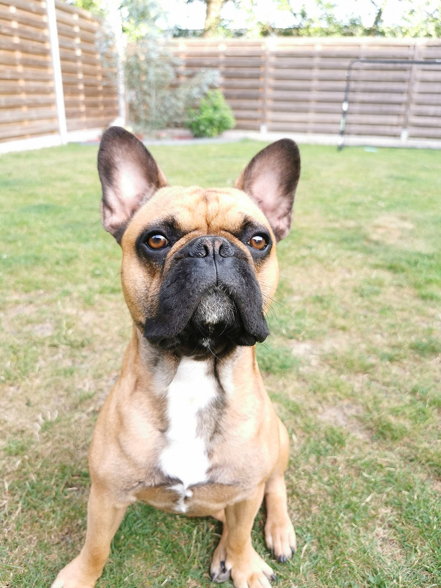 Pédro a rejoint le concours — aidez-le/la à gagner de superbes lots ! ancient_dog_breeds, bulldog, canidae, carnivore, companion_dog, dog, dog_breed, fawn, french_bulldog, grass, mammal, molosser, non_sporting_group, puppy, rare_breed_dog, snout, sporting_group, toy_bulldog, vertebrate