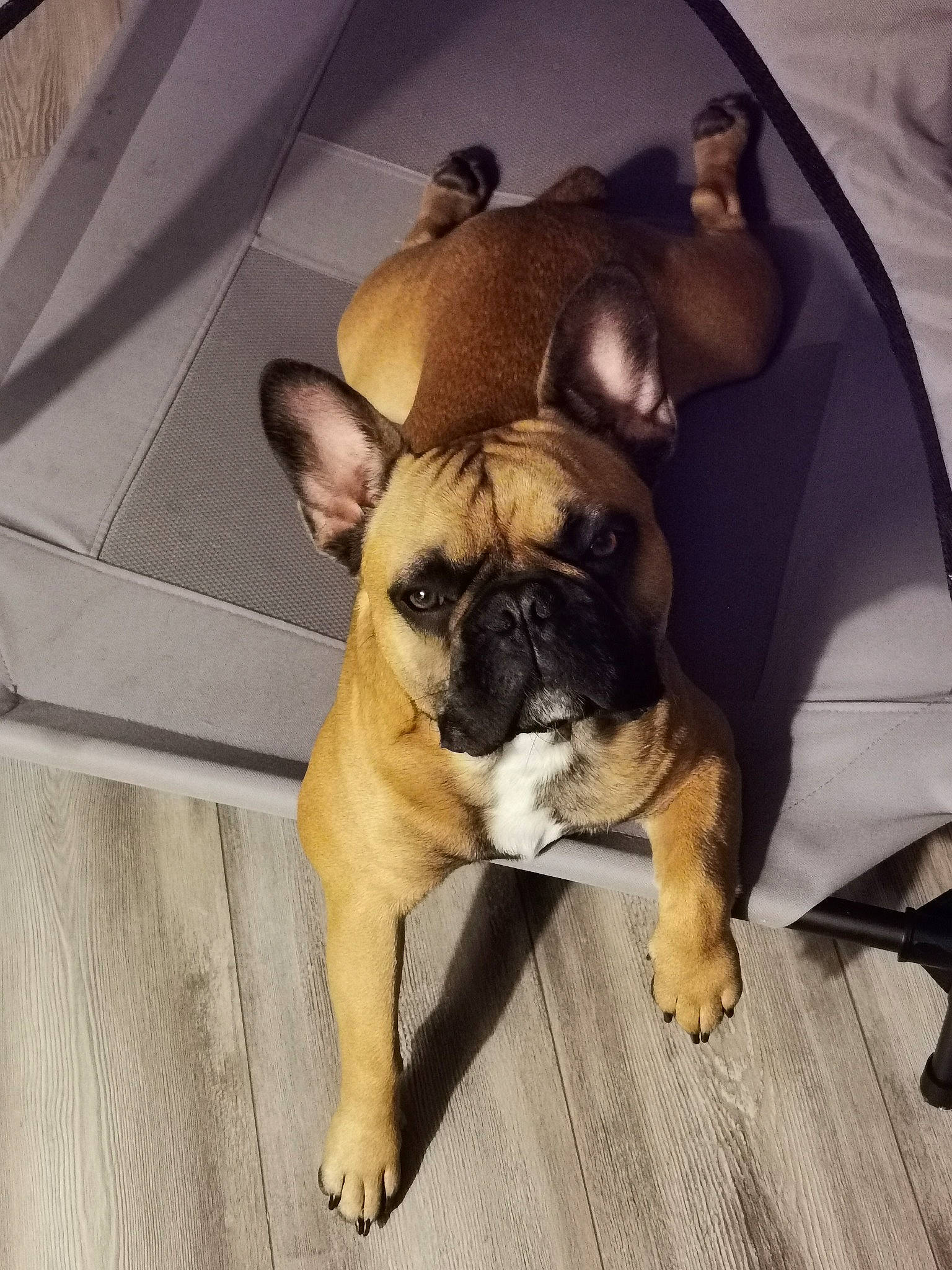 Pédro participe au concours pour gagner de l'argent avec cette photo : bulldog, canidae, carnivore, companion_dog, dog, dog_breed, ear, fawn, french_bulldog, mammal, molosser, non_sporting_group, pug, puppy, puppy_love, skin, snout, toy_bulldog, toy_dog