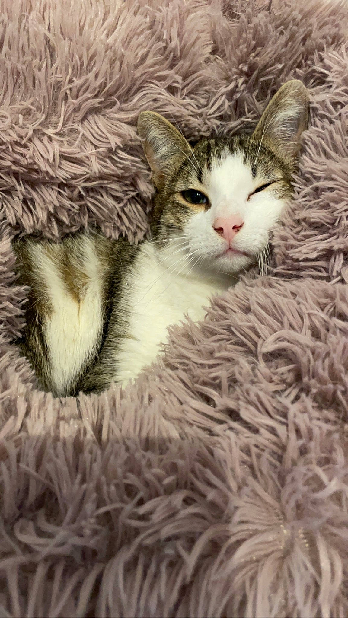 Pixel a rejoint le concours — aidez-le/la à gagner de superbes lots ! art, carnivore, cat, claw, domestic_short_haired_cat, fawn, felidae, fur, grass, painting, paw, plant, small_to_medium_sized_cats, snout, tail, terrestrial_animal, tree, whiskers, wildlife, winter