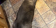 Cooper is registered to the contest to win money with this photo: cat, tile_floor, purple_step_stool, wooden_cabinet, indoor, pet, relaxed, stretching, feline, home, flooring, domestic, animal, quiet, resting, gray_cat, cozy, floor_tiles, corner, side_view