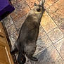 cat, tile_floor, purple_step_stool, wooden_cabinet, indoor, pet, relaxed, stretching, feline, home, flooring, domestic, animal, quiet, resting, gray_cat, cozy, floor_tiles, corner, side_view