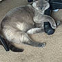 Cooper joined the competition — help win amazing prizes! cat, gray_cat, sleeping, carpet, indoor, office_chair, chair_wheel, pet, feline, cozy, resting, paw, tail, fur, home, relaxation, animal, domestic, cute, companion