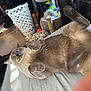 Cooper joined the competition — help win amazing prizes! cat, gray_cat, lying_down, bed, indoor, laundry_basket, cat_toys, scratching_post, furniture, floor, blanket, curious, pet, domestic_animal, fur, whiskers, paws, relaxed, cozy, room