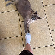 Cooper is registered to the contest to win money with this photo: cat, siamese_cat, floor, tile, foot, sock, person, playful, pet, indoor, animal, paw, stretching, light, home, leg, feline, cute, curious, domestic