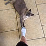 cat, siamese_cat, floor, tile, foot, sock, person, playful, pet, indoor, animal, paw, stretching, light, home, leg, feline, cute, curious, domestic