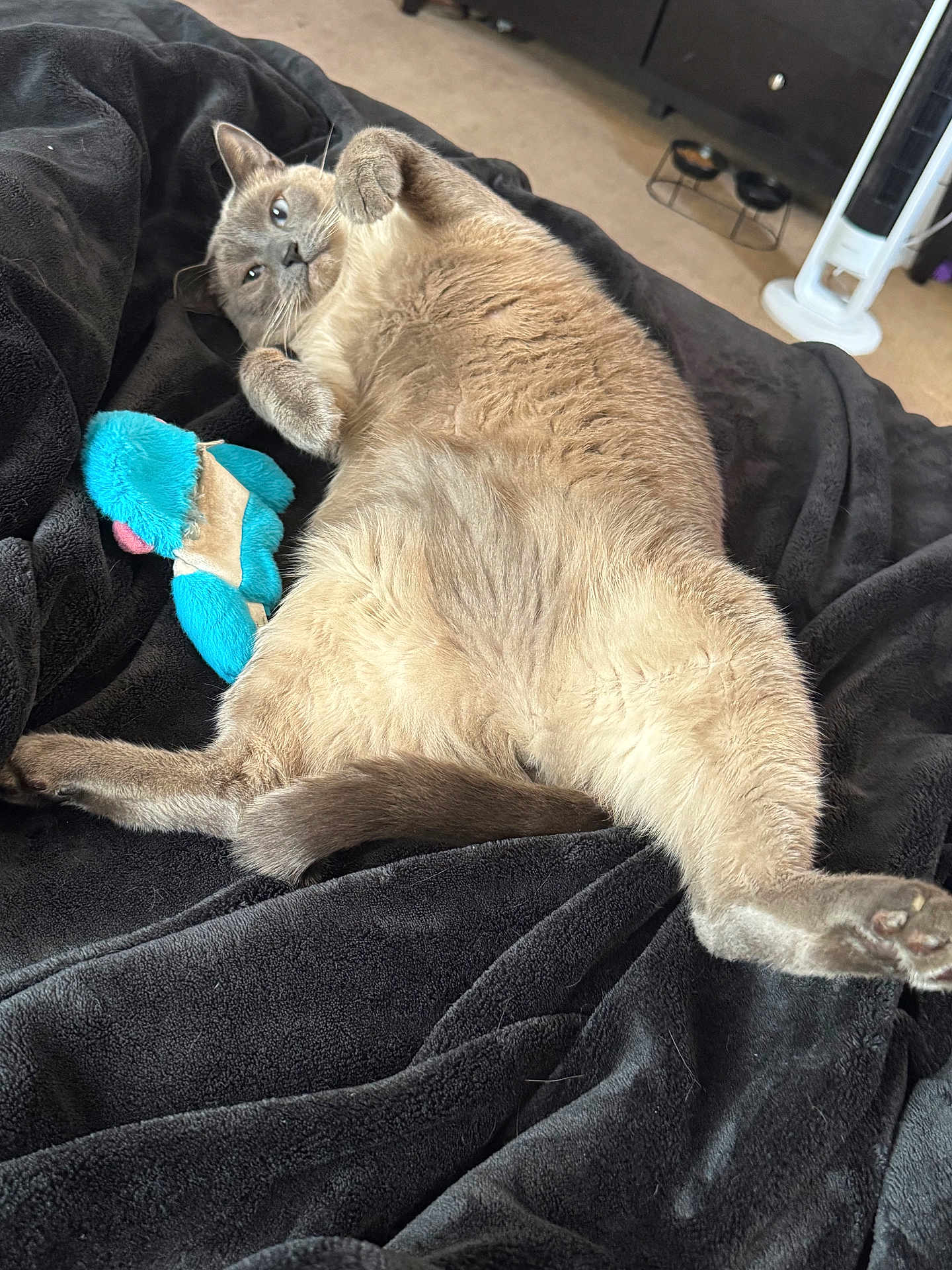 Cooper joined the competition — help win amazing prizes! cat, fluffy, relaxed, stretching, toy, plush, black_blanket, fur, indoor, pet, cozy, home, carpet, furniture, tail, paw, ears, whiskers, cute, animal