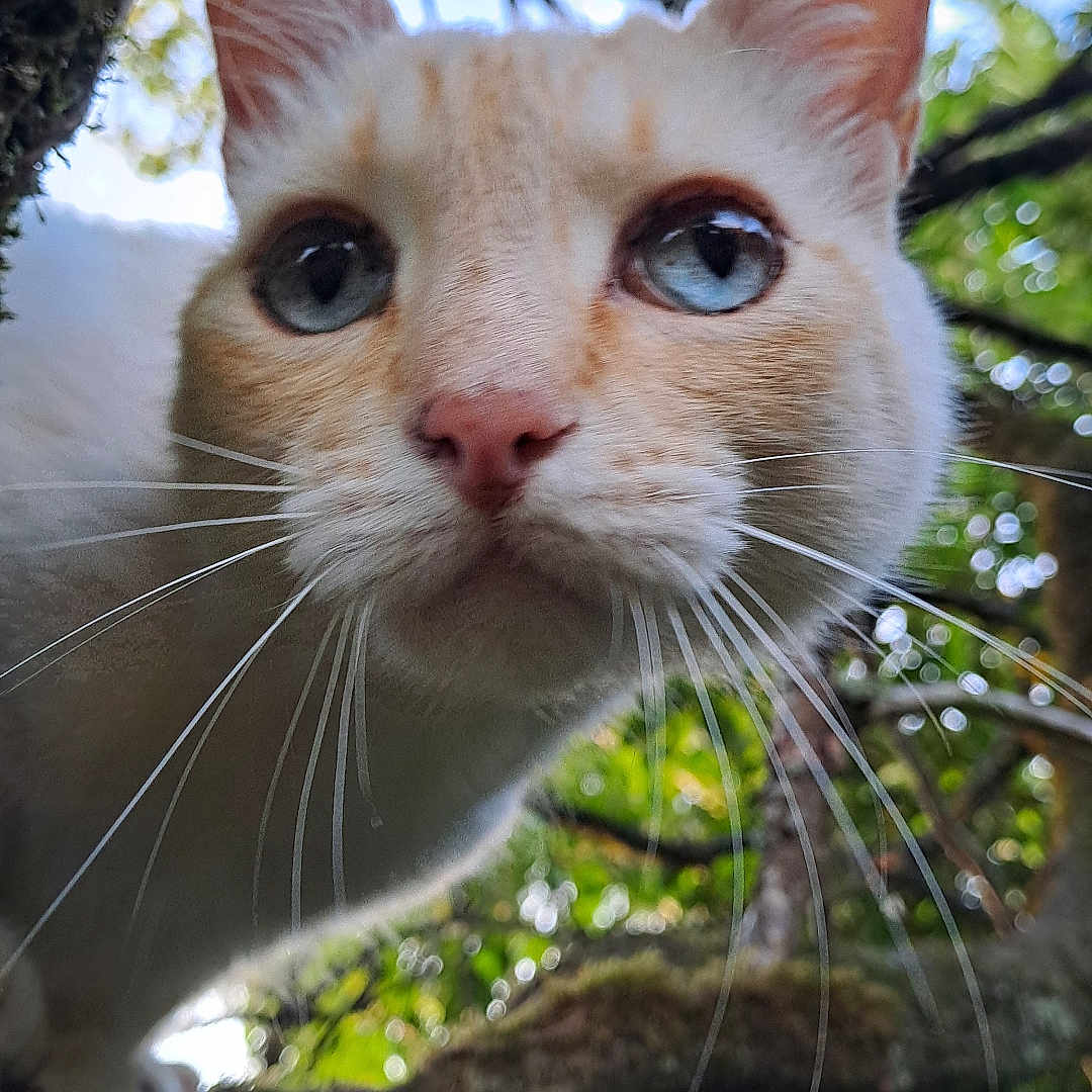 Token a rejoint le concours — aidez-le/la à gagner de superbes lots ! animal, blue_eyes, branch, cat, close_up, curious, daylight, explorer, focus, forest, fur, leafy_background, mammal, nature, outdoor, pet, portrait, tree, whiskers, wildlife