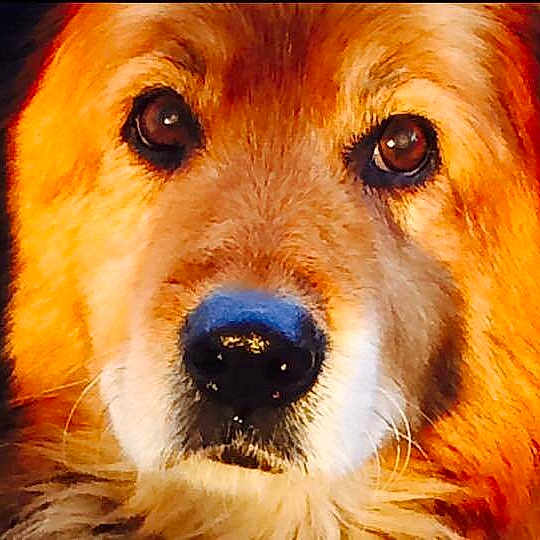 Jack