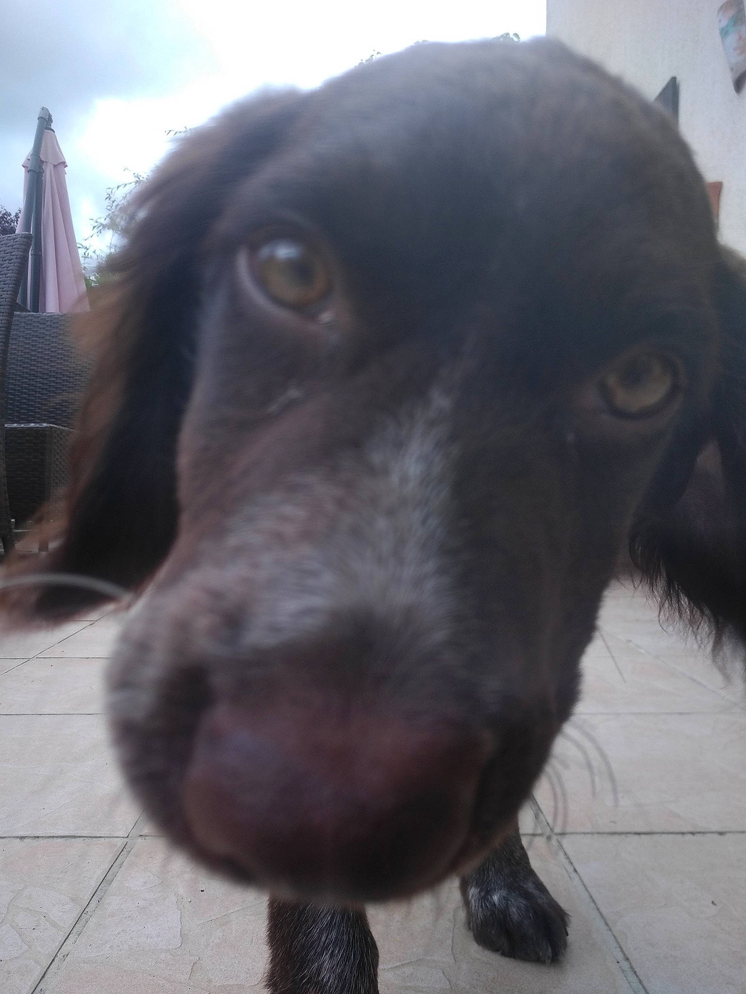 Salto participe au concours pour gagner de l'argent avec cette photo : borador, canidae, carnivore, cloud, collar, companion_dog, dog, dog_breed, fur, gun_dog, head, labrador_retriever, liver, metal, retriever, sky, snout, terrestrial_animal, whiskers, working_animal