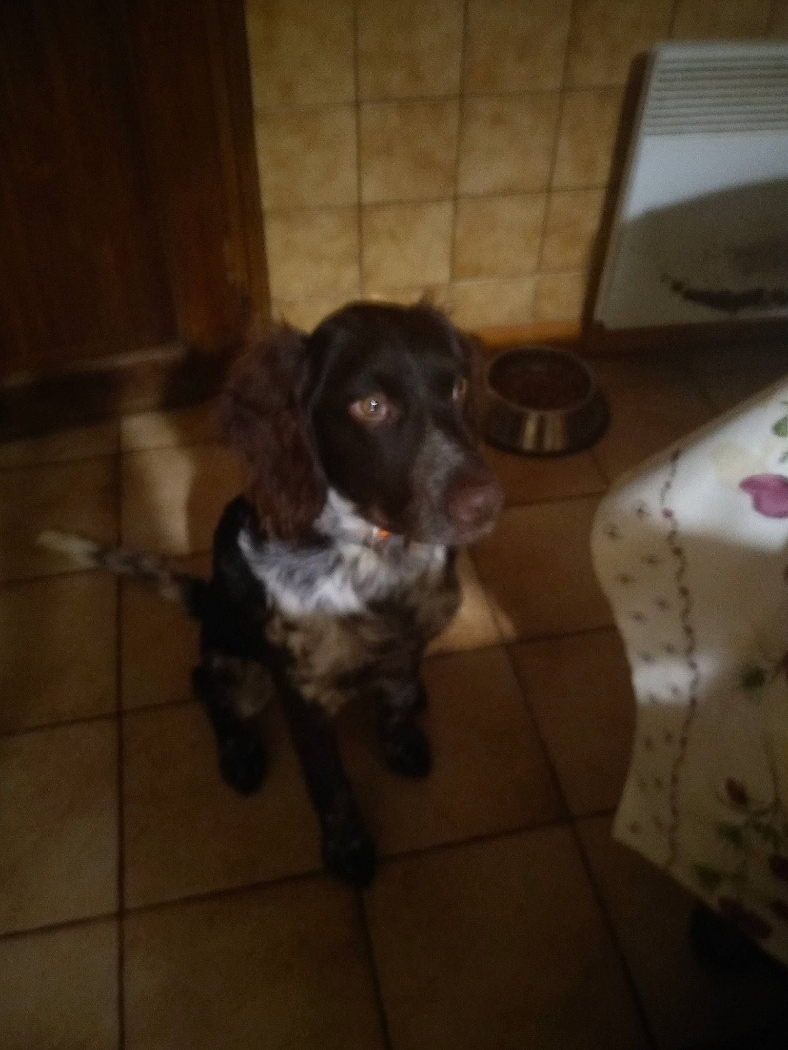 Salto participe au concours pour gagner de l'argent avec cette photo : borador, border_collie, canidae, carnivore, companion_dog, dog, dog_breed, floor, flooring, fur, hardwood, snout, spaniel, street_dog, tail, wood, working_animal, working_dog