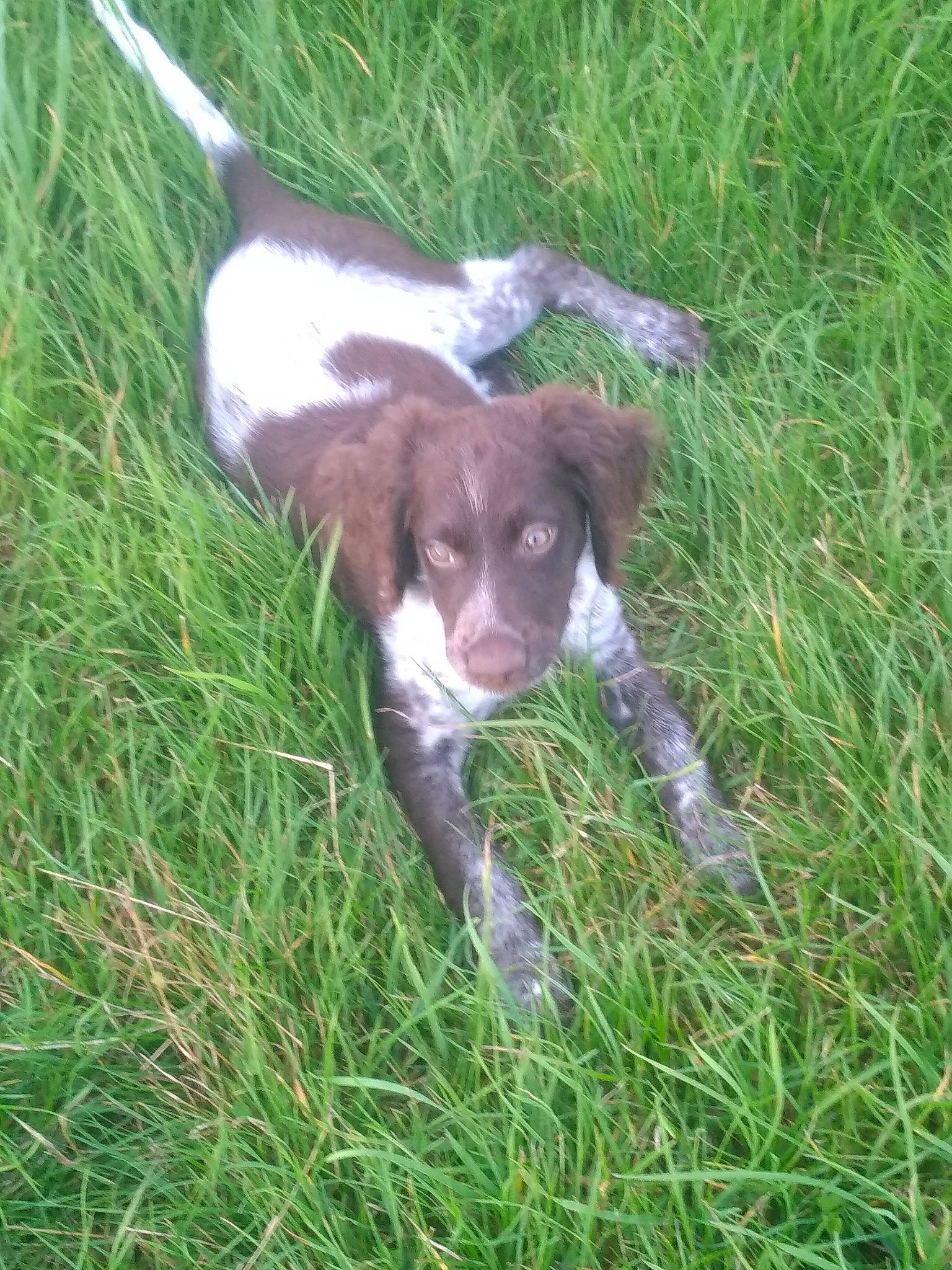 Salto a rejoint le concours — aidez-le/la à gagner de superbes lots ! canidae, carnivore, companion_dog, dog, dog_breed, fawn, grass, grassland, groundcover, gun_dog, liver, pasture, plant, pointing_breed, snout, sporting_group, tail, terrestrial_animal, terrestrial_plant, working_animal