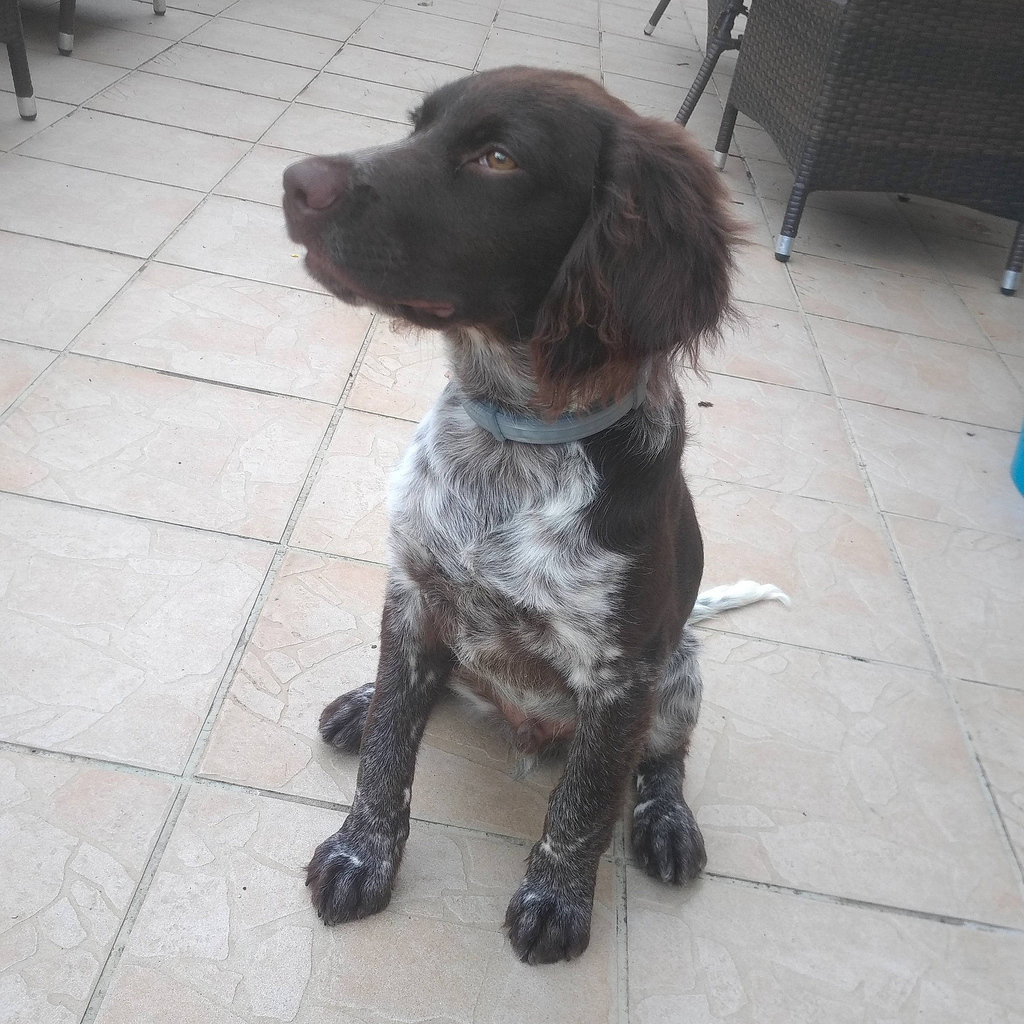 Salto a rejoint le concours — aidez-le/la à gagner de superbes lots ! borador, canidae, carnivore, companion_dog, dog, dog_breed, dog_collar, flooring, fur, gun_dog, hunting_dog, liver, pointing_breed, retriever, snout, spaniel, sporting_group, tail, working_animal, working_dog