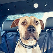 Giulian participe au concours pour gagner de l'argent avec cette photo : astronomical_object, canidae, carnivore, collar, companion_dog, dog, dog_breed, dog_collar, electric_blue, event, fawn, fur, hat, pet_supply, sky, smile, space, sporting_group, whiskers, working_animal