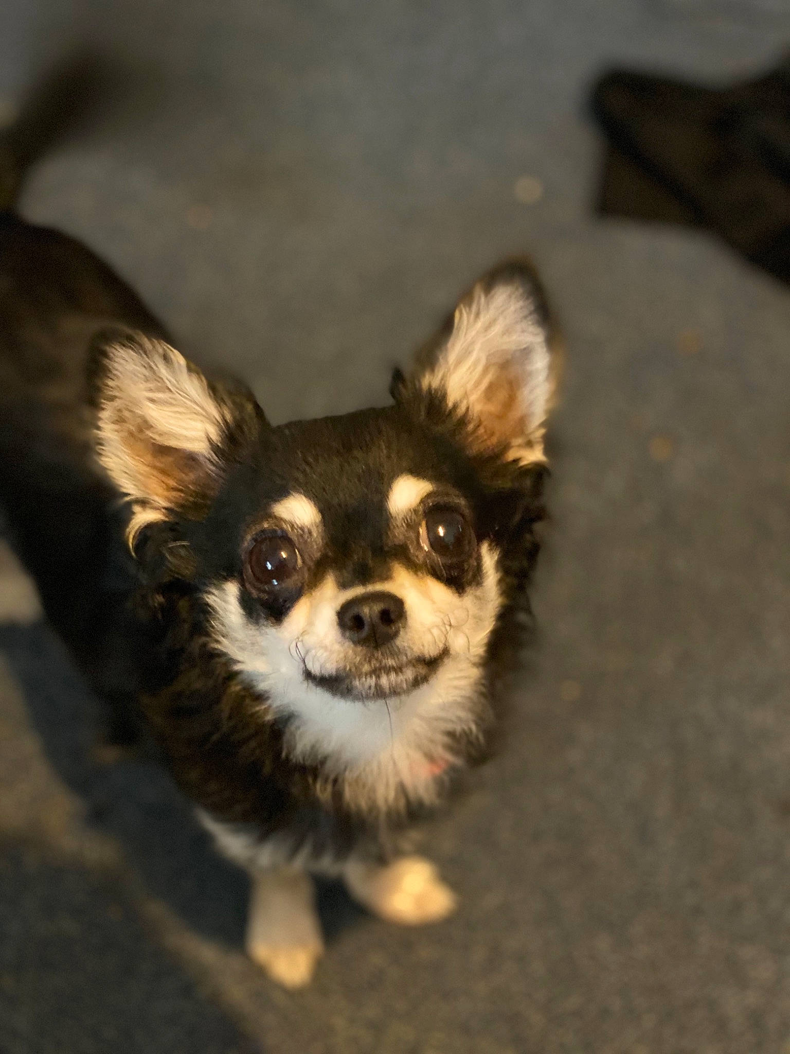 Dolly is registered to the contest to win money with this photo: canidae, carnivore, chihuahua, companion_dog, dog, dog_breed, ear, fawn, fur, mammal, nose, papillon, puppy, snout, sporting_group, toy_dog, vertebrate, whiskers