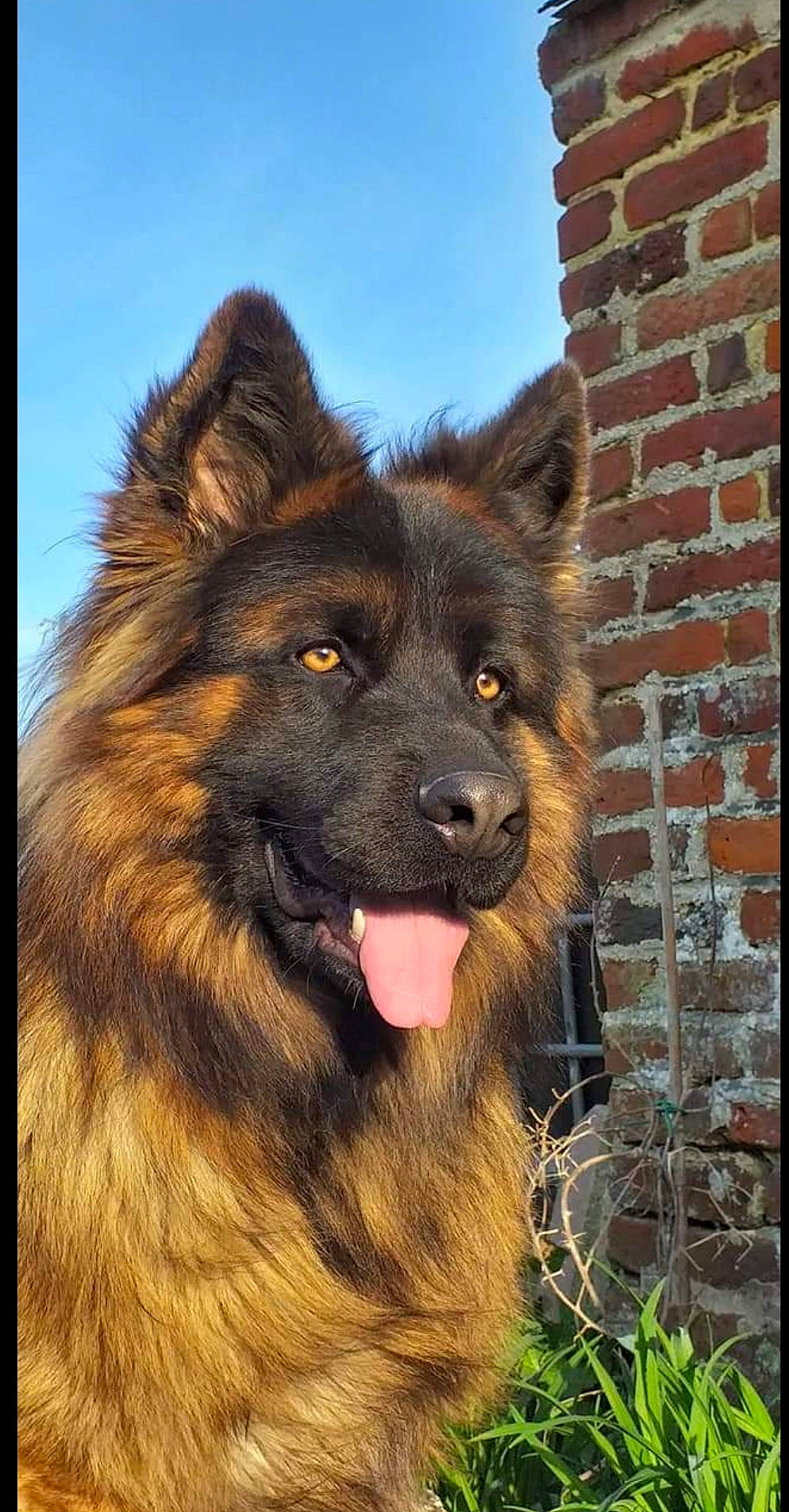 Chester participe au concours pour gagner de l'argent avec cette photo : brick, brickwork, carnivore, companion_dog, dog, dog_breed, fur, german_shepherd_dog, giant_dog_breed, grass, herding_dog, king_shepherd, liver, old_german_shepherd_dog, sky, snout, sporting_group, terrestrial_animal, wildlife, working_animal