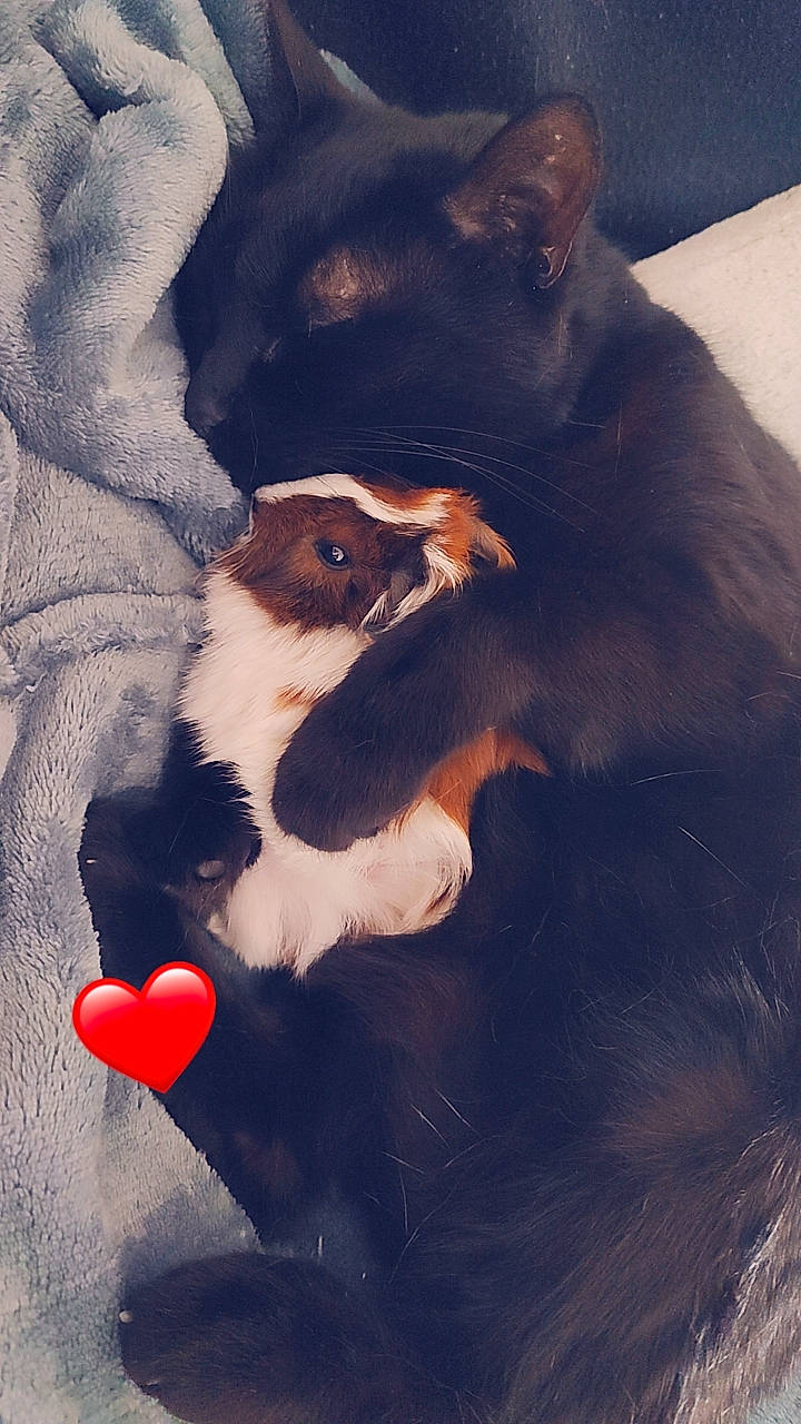 Kimi a rejoint le concours — aidez-le/la à gagner de superbes lots ! carnivore, cat, comfort, companion_dog, dog_breed, eye, felidae, fur, gesture, human_body, jaw, leg, mammal, paw, small_to_medium_sized_cats, snout, tail, tints_and_shades, vertebrate, whiskers