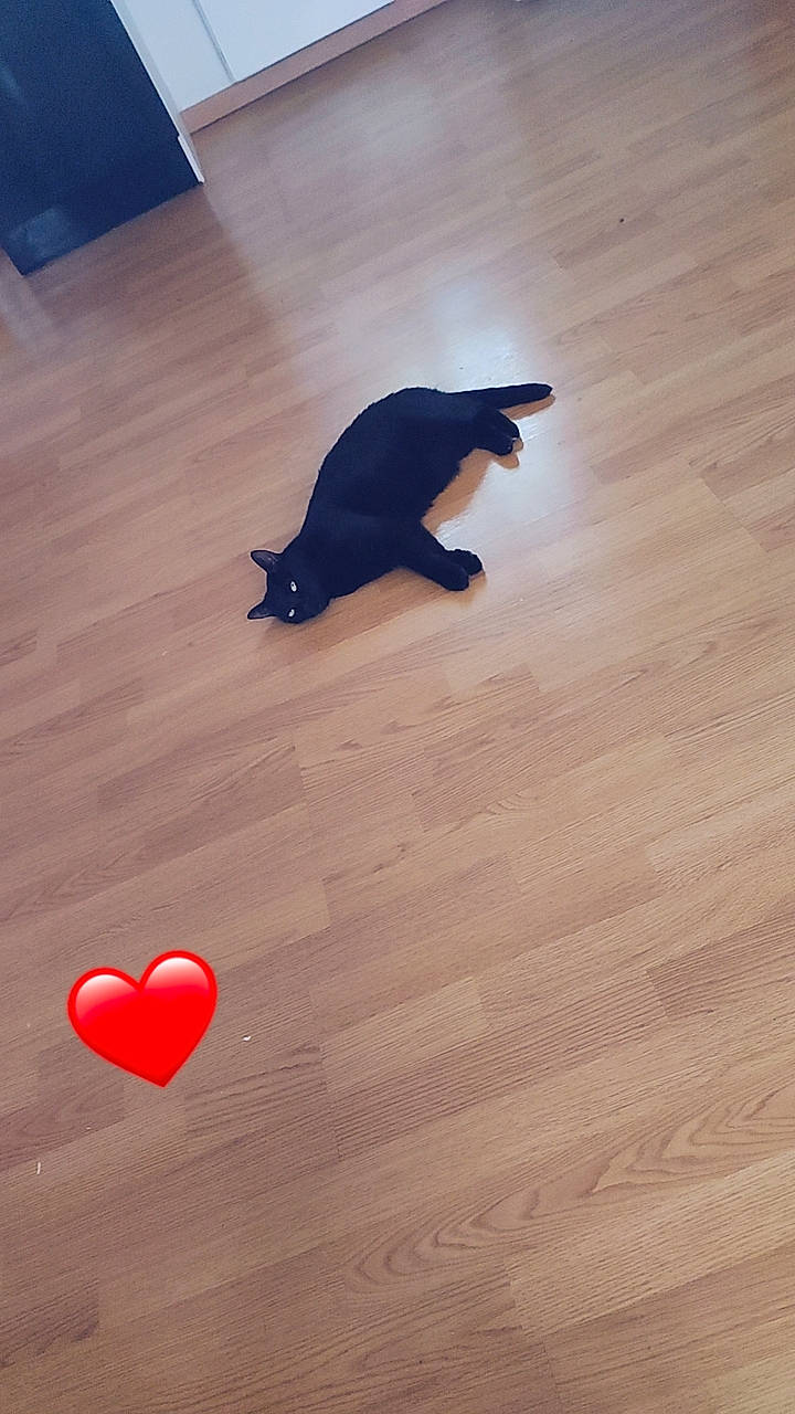 Kimi participe au concours pour gagner de l'argent avec cette photo : carmine, carnivore, cat, companion_dog, electric_blue, fawn, felidae, floor, flooring, hardwood, laminate_flooring, orange, plywood, small_to_medium_sized_cats, tail, tints_and_shades, varnish, wood, wood_flooring, wood_stain