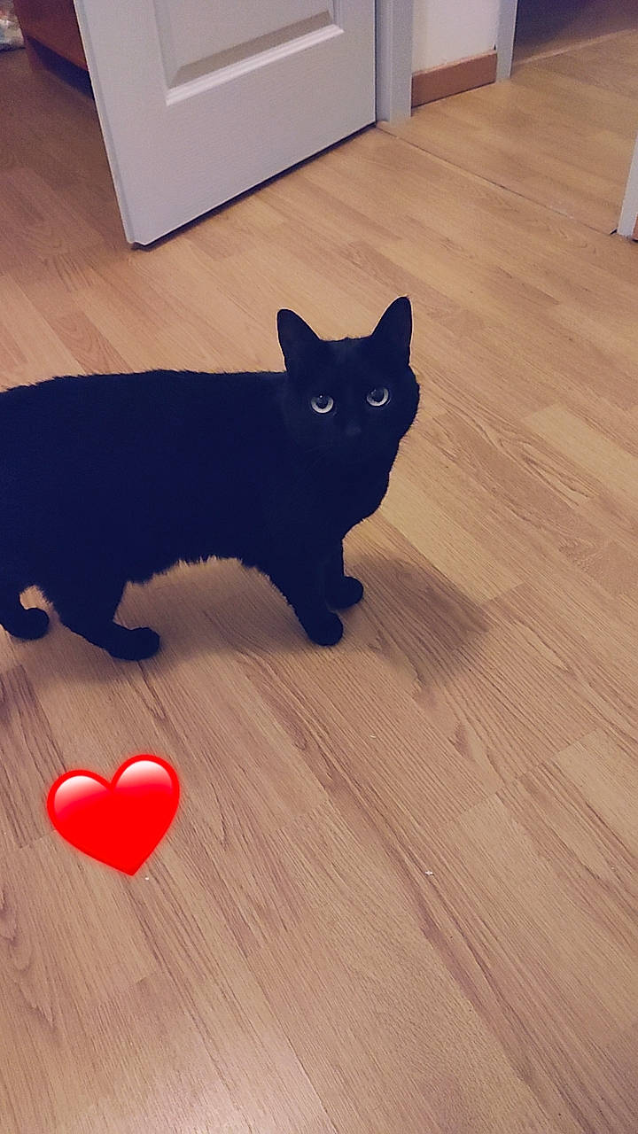 Kimi a rejoint le concours — aidez-le/la à gagner de superbes lots ! black, black_cat, bombay, carnivore, cat, felidae, floor, flooring, grey, hardwood, line, pattern, small_to_medium_sized_cats, snout, tail, tints_and_shades, whiskers, window, wood, wood_stain