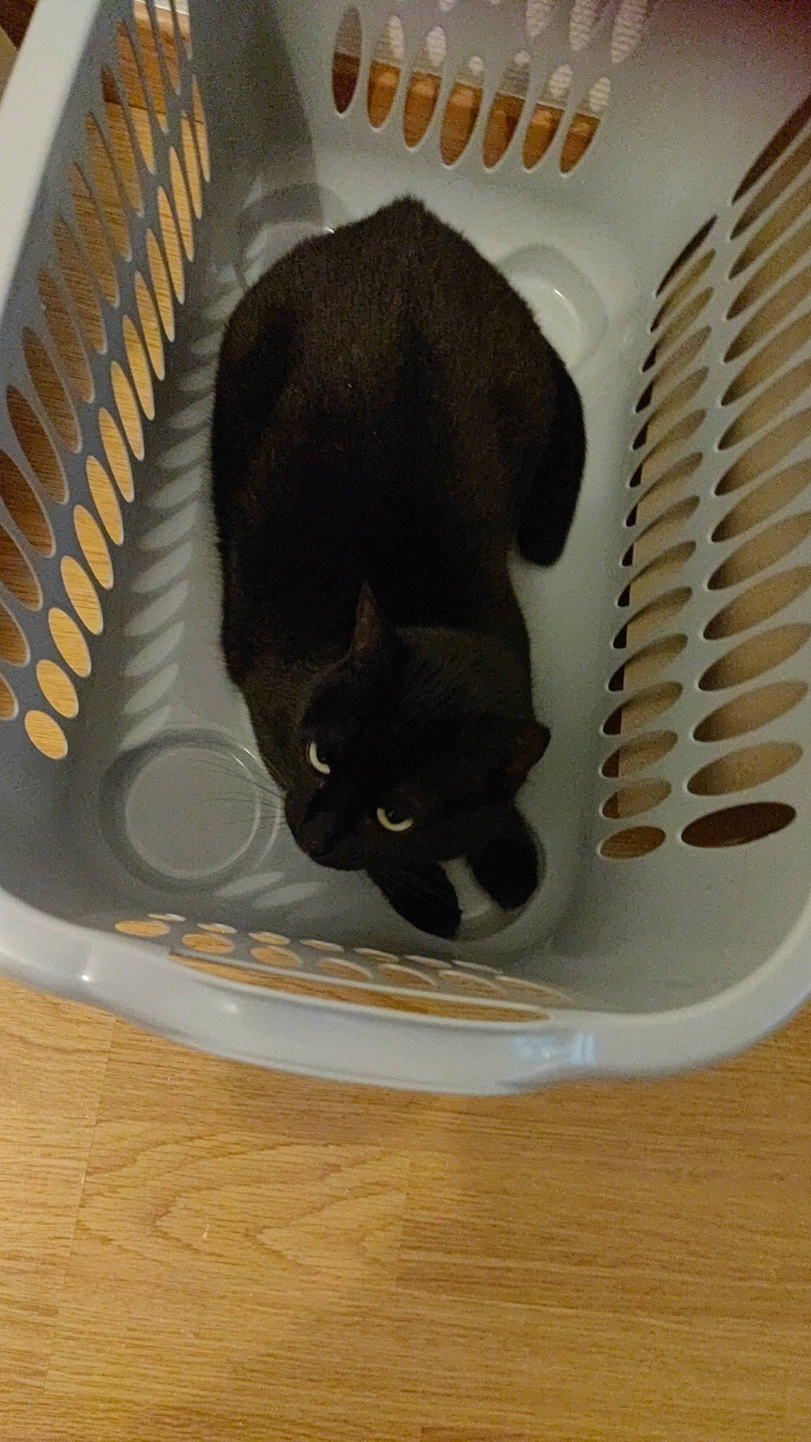 Kimi a rejoint le concours — aidez-le/la à gagner de superbes lots ! black_cat, bombay, carnivore, cat, cat_supply, comfort, domestic_short_haired_cat, felidae, fur, gas, pet_supply, small_to_medium_sized_cats, tail, terrestrial_animal, whiskers