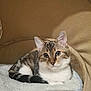 Cookie participe au concours pour gagner de l'argent avec cette photo : cat, kitten, tabby, pet, animal, feline, cute, cozy, blanket, indoor, resting, fur, whiskers, ears, eyes, tail, striped, soft, comfortable, tunnel